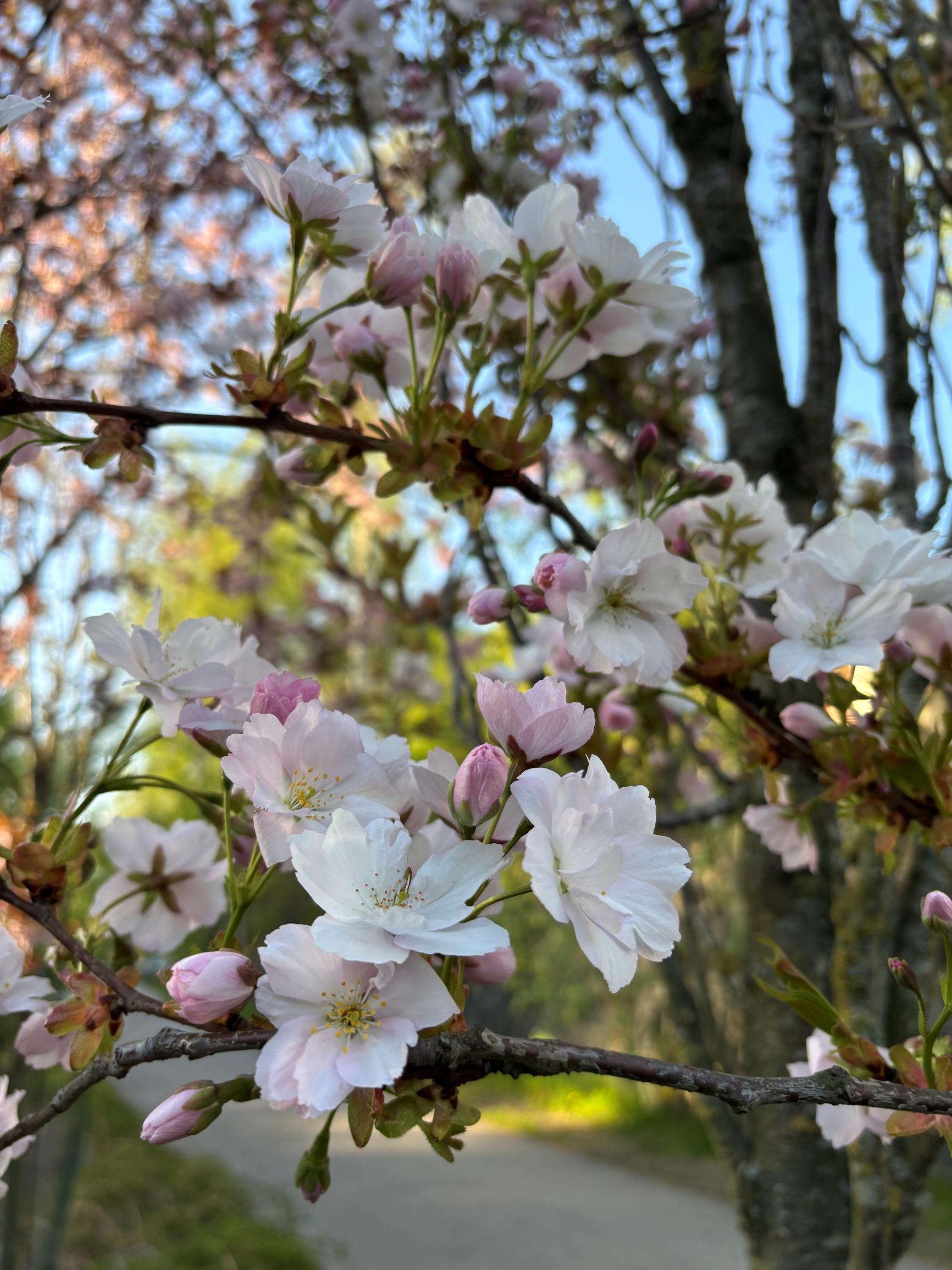 Japaninkirsikka 'Amanogawa'