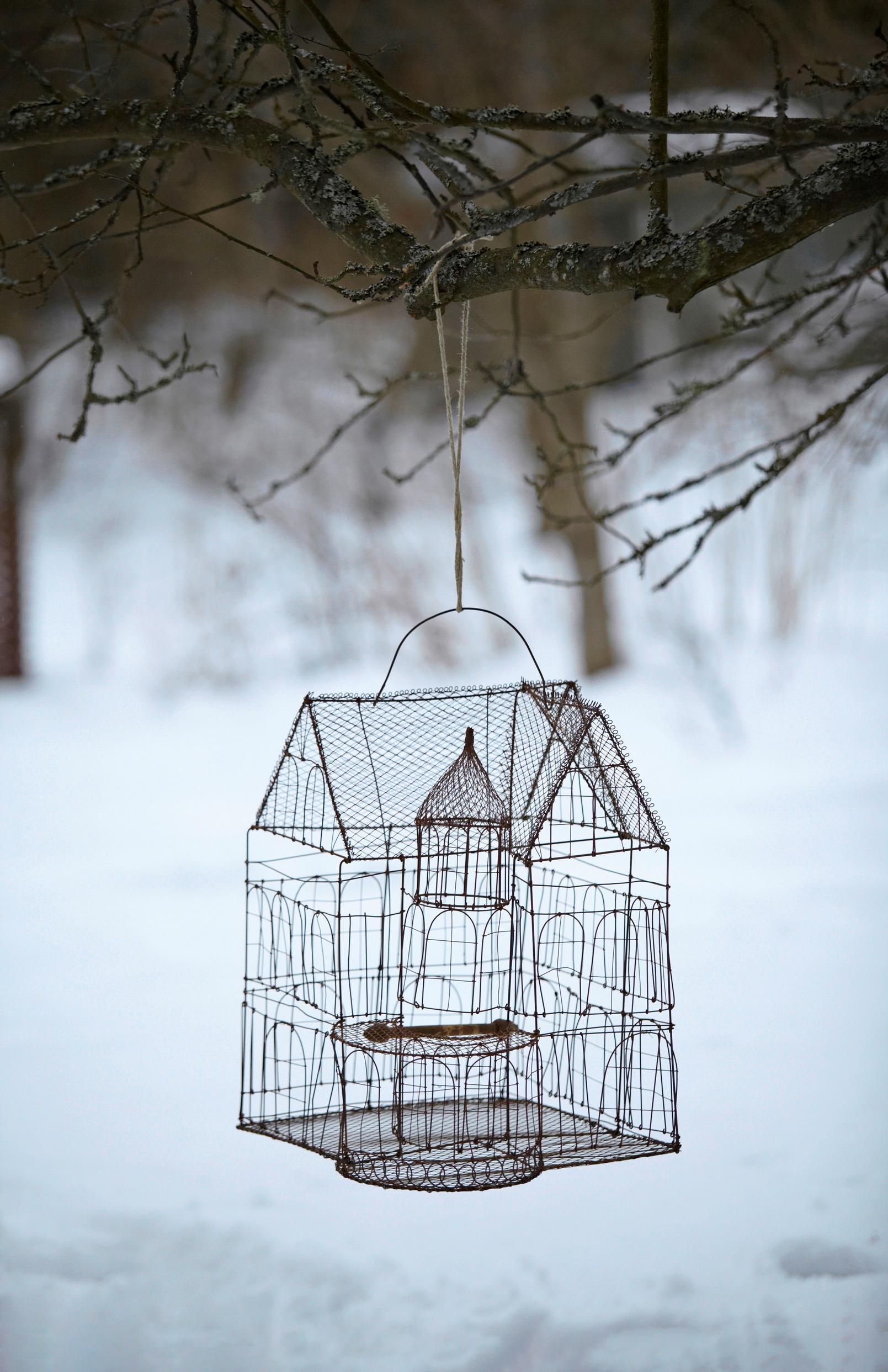 Rautalankakoriste puutarhassa