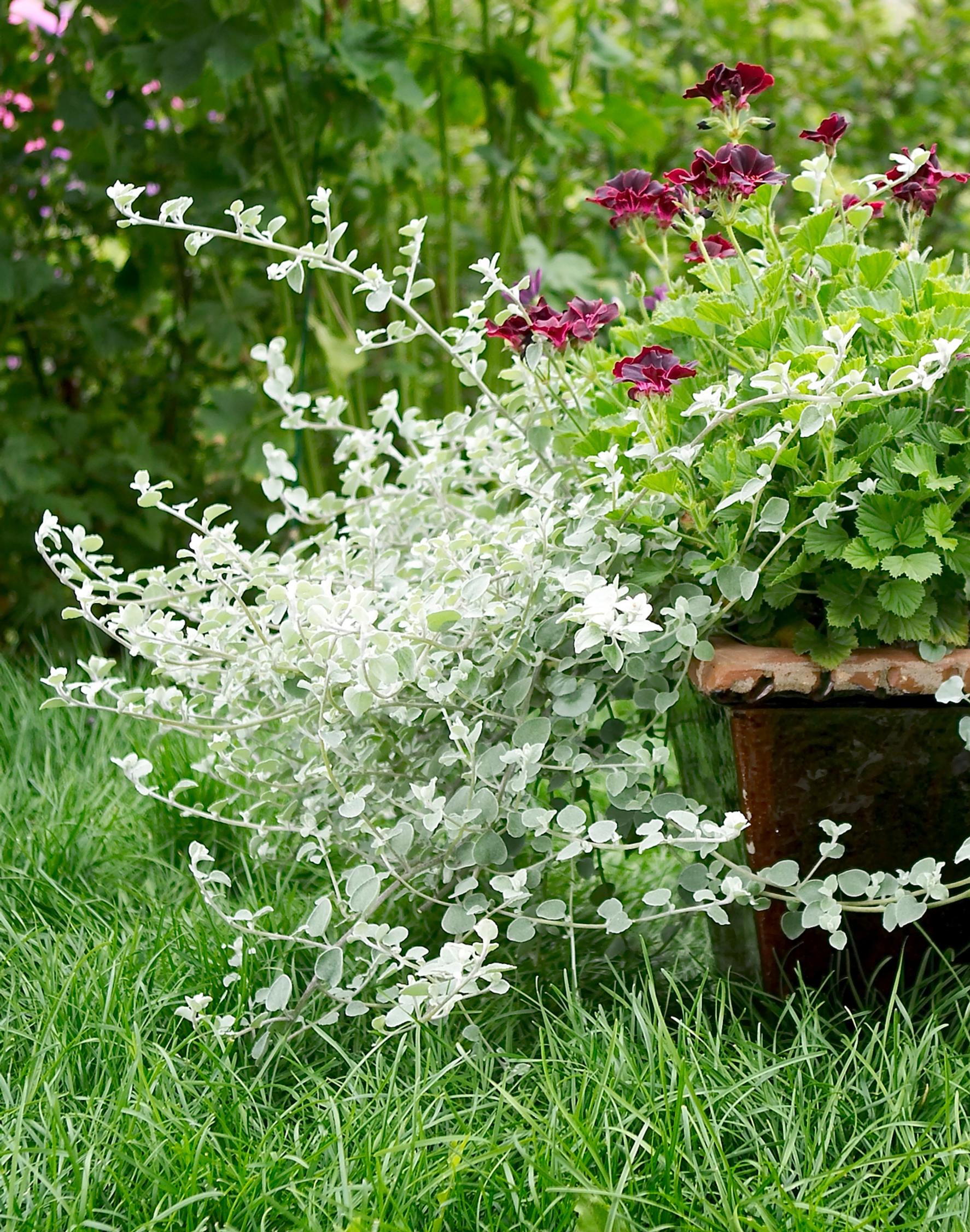 Hopeakäpälä, Helichrysum petiolare