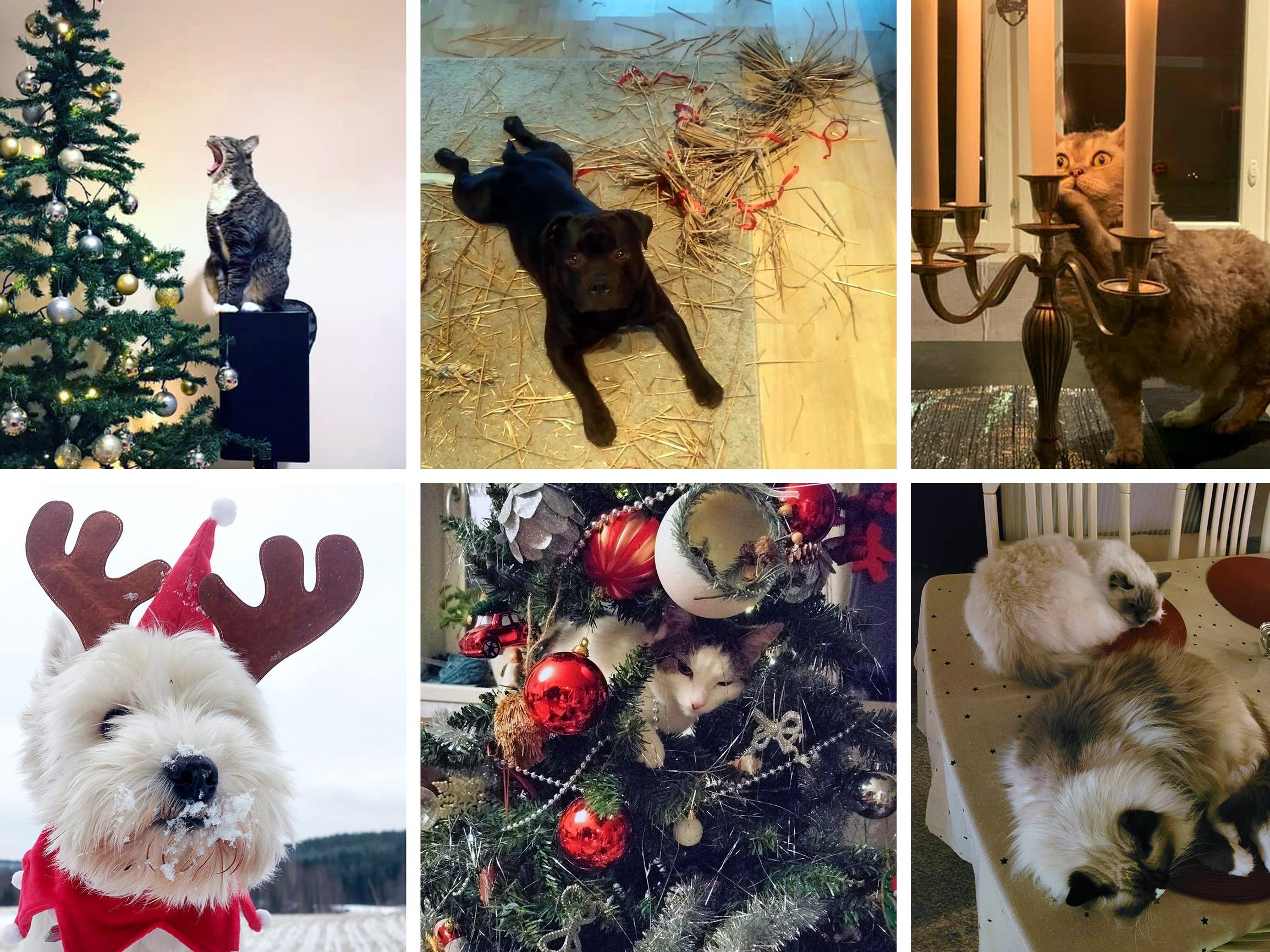 Missä kuusi, siellä kissa! 12 kuvaa lemmikkien joulusta – ”Ei keretty edes koristella”