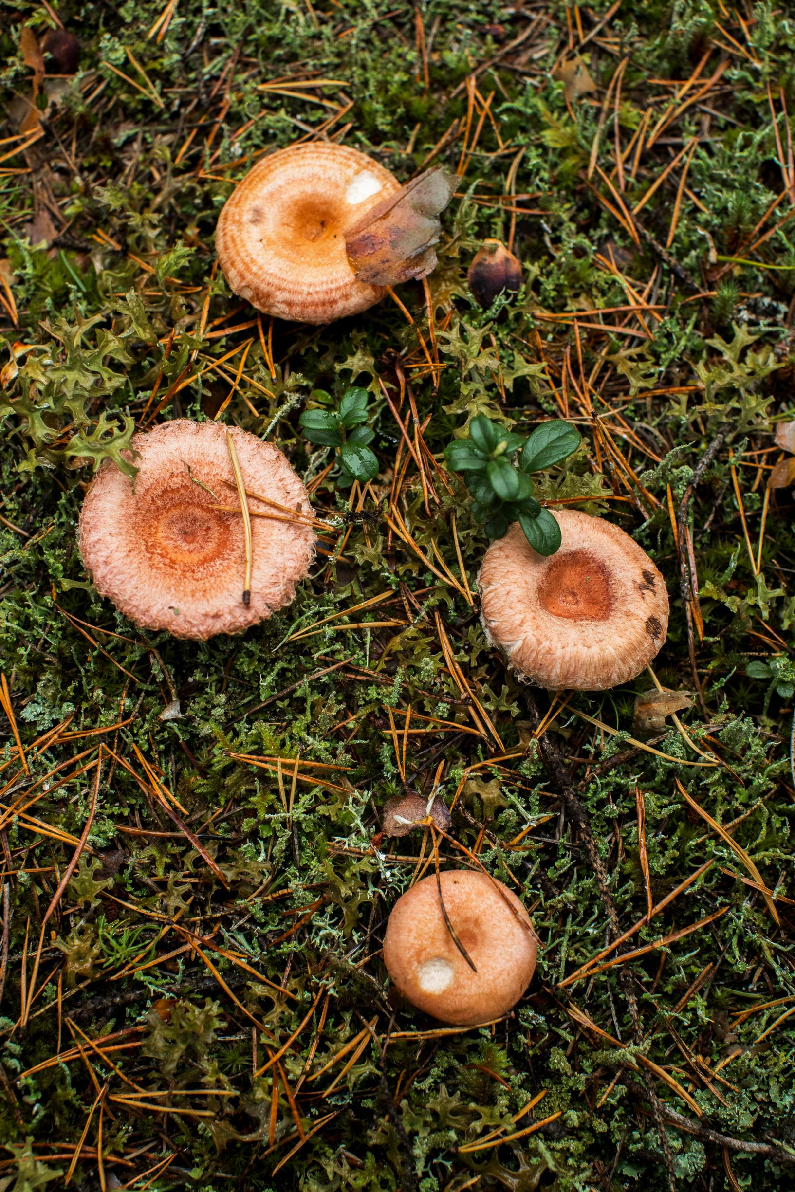 Rouskuja metsämättäällä