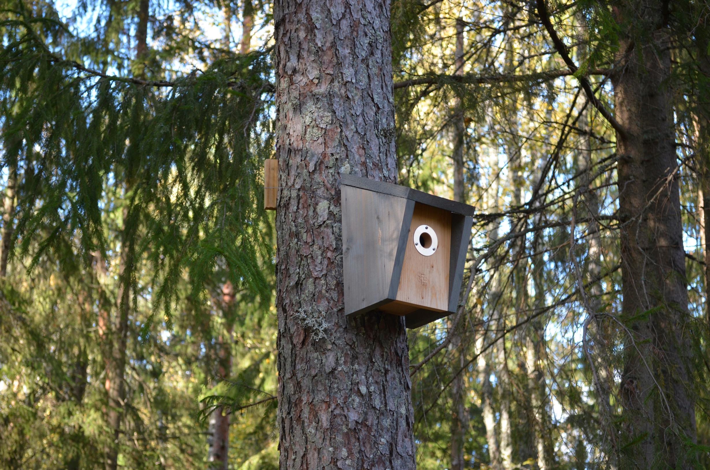 hauska pieni linnunpönttö puussa, taustalla valoisaa metsää