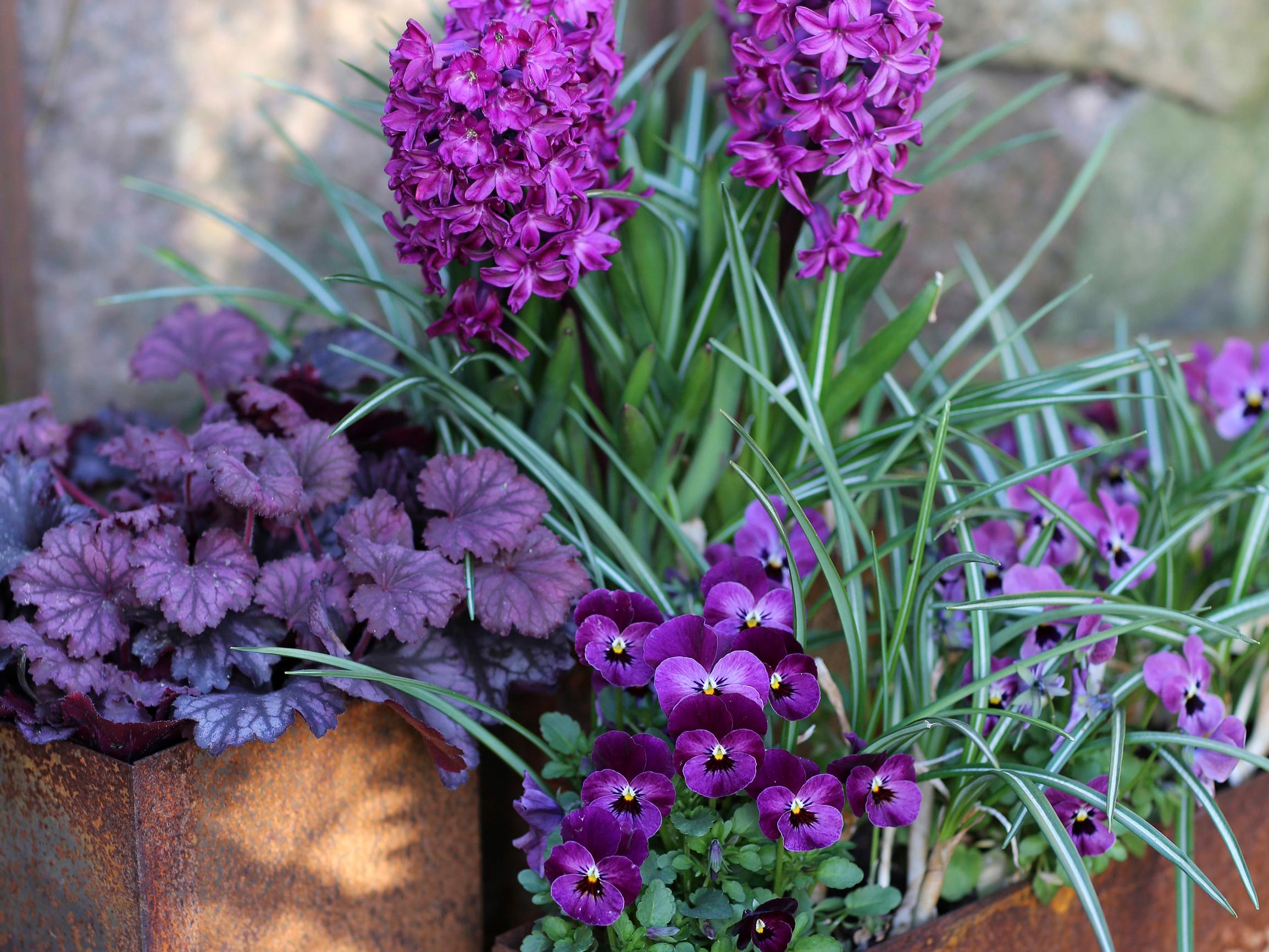 Kevätistutuksissa lumoavat trendiväri purppura ja hilpeä keltainen – tunnetko jo rimpsureunaisen orvokin ja kultalakan?