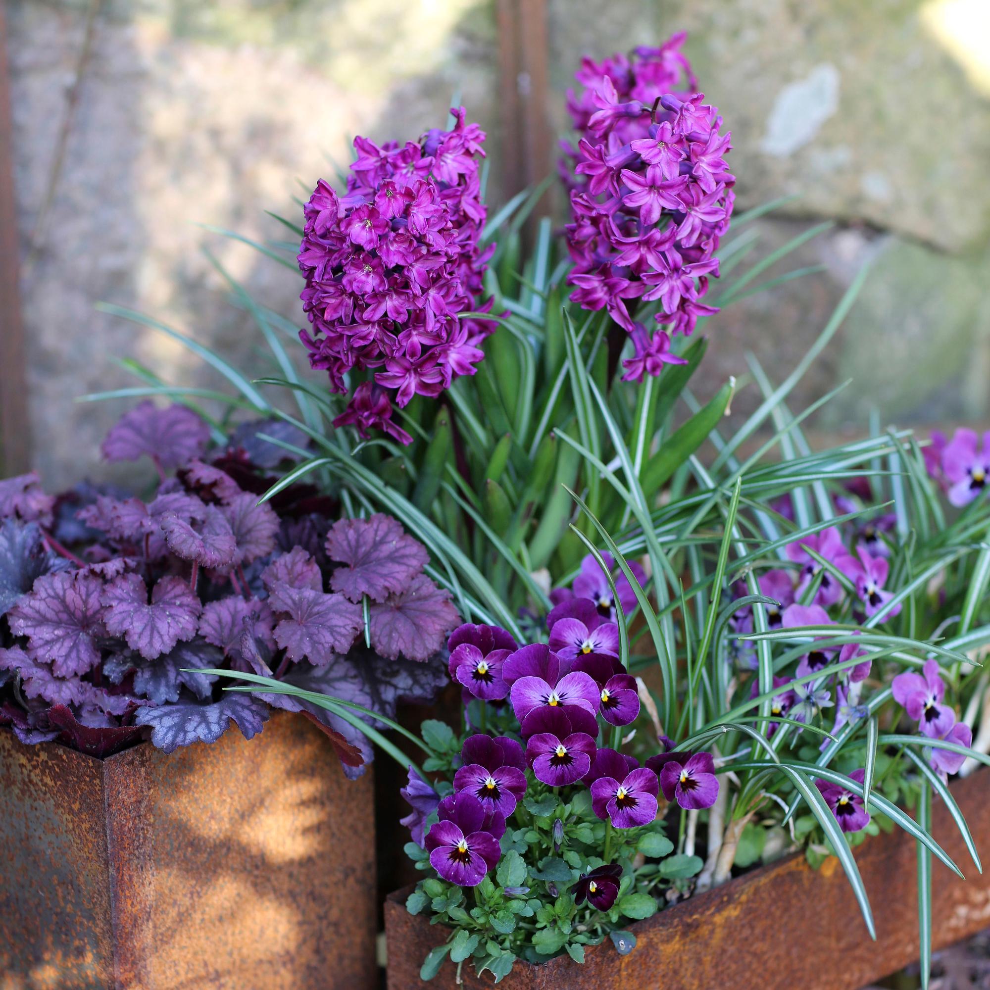 Kevätistutuksissa lumoavat trendiväri purppura ja hilpeä keltainen – tunnetko jo rimpsureunaisen orvokin ja kultalakan?