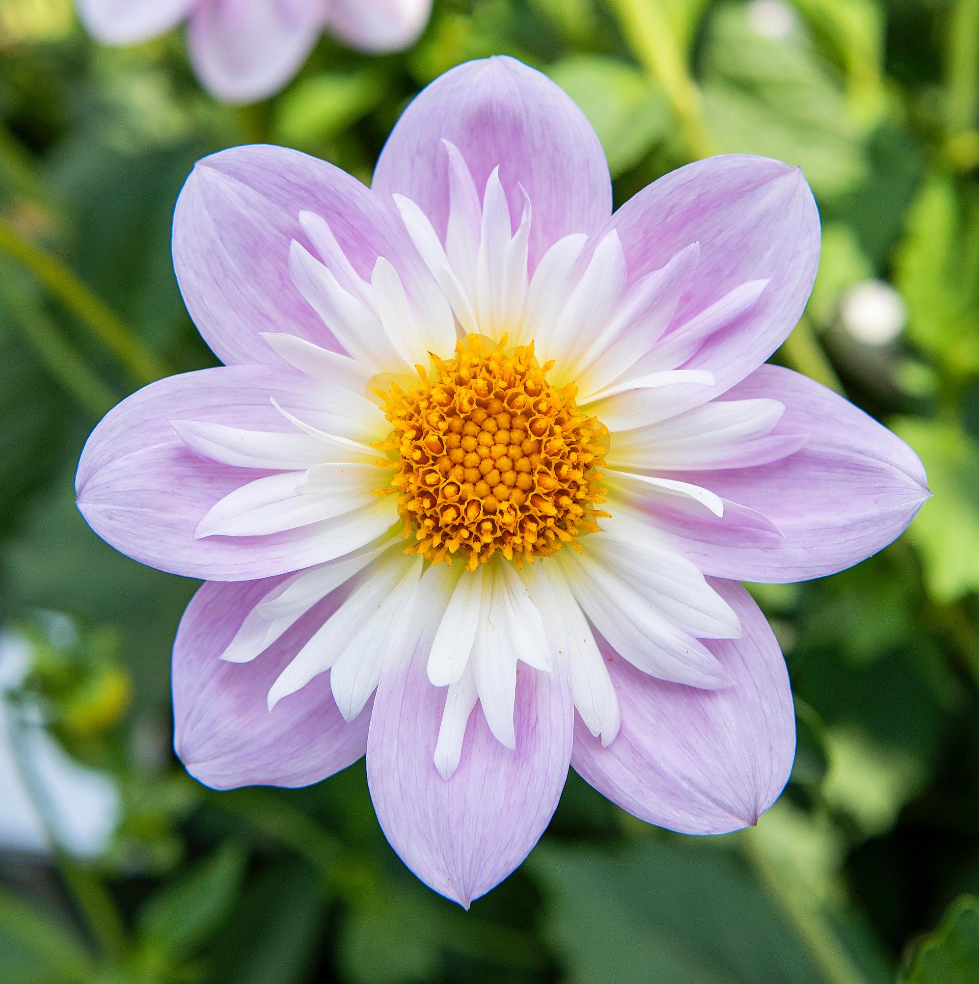 Kaulusdaalia ’Teesbrooke Audrey’