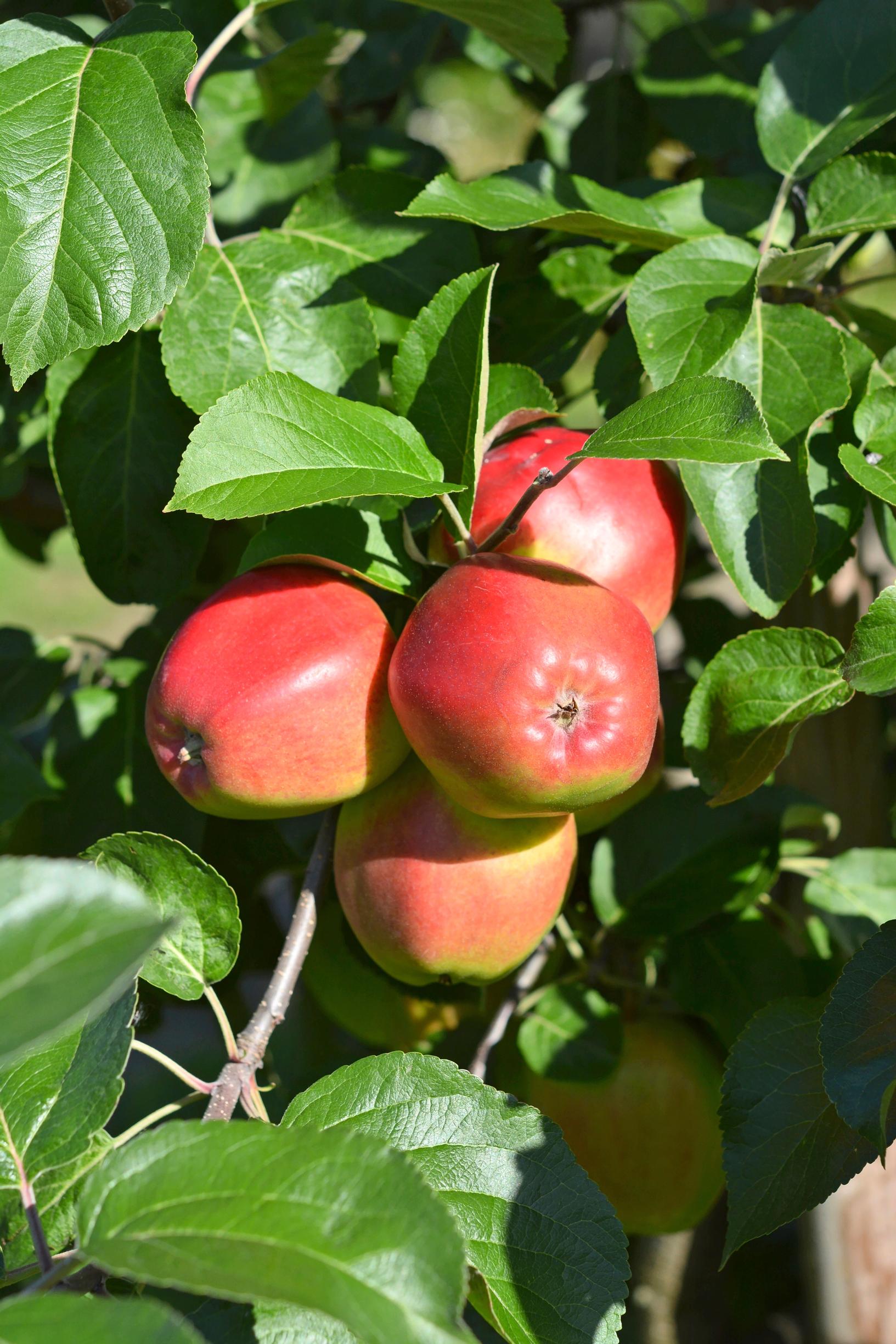 omenapuu 'Heta'