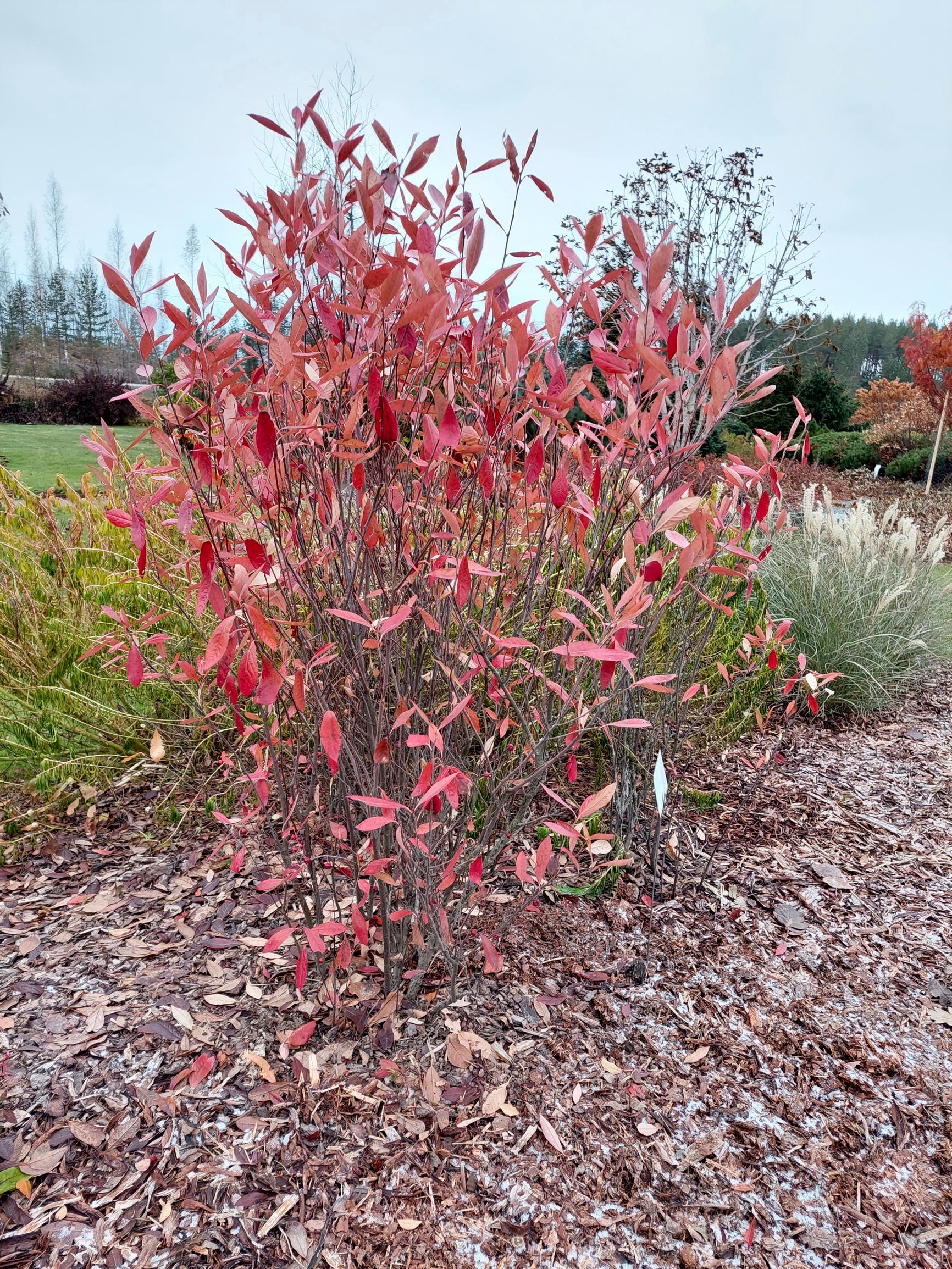 Puna-aronia ’Erecta’