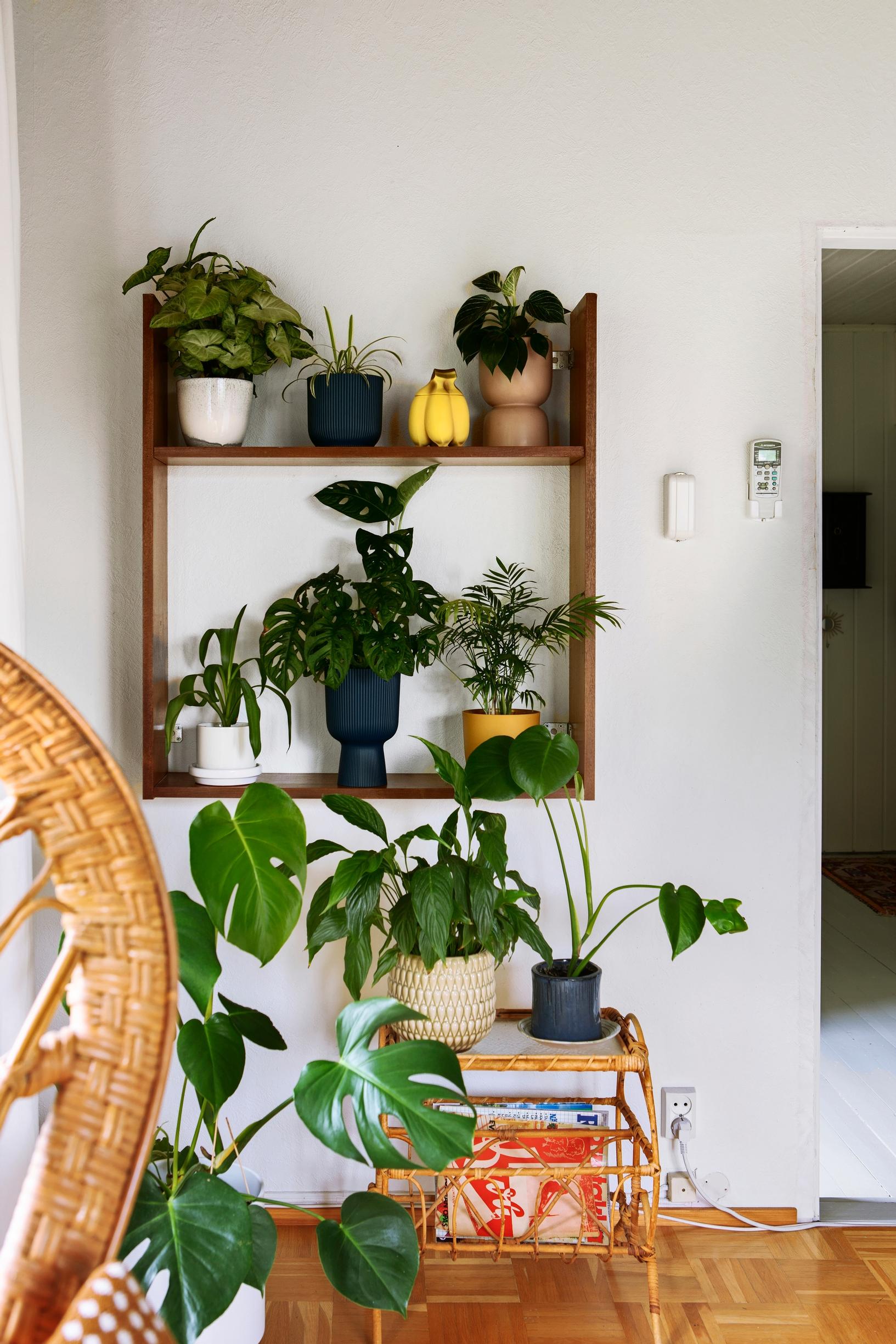 Peikonlehti olohuoneessa