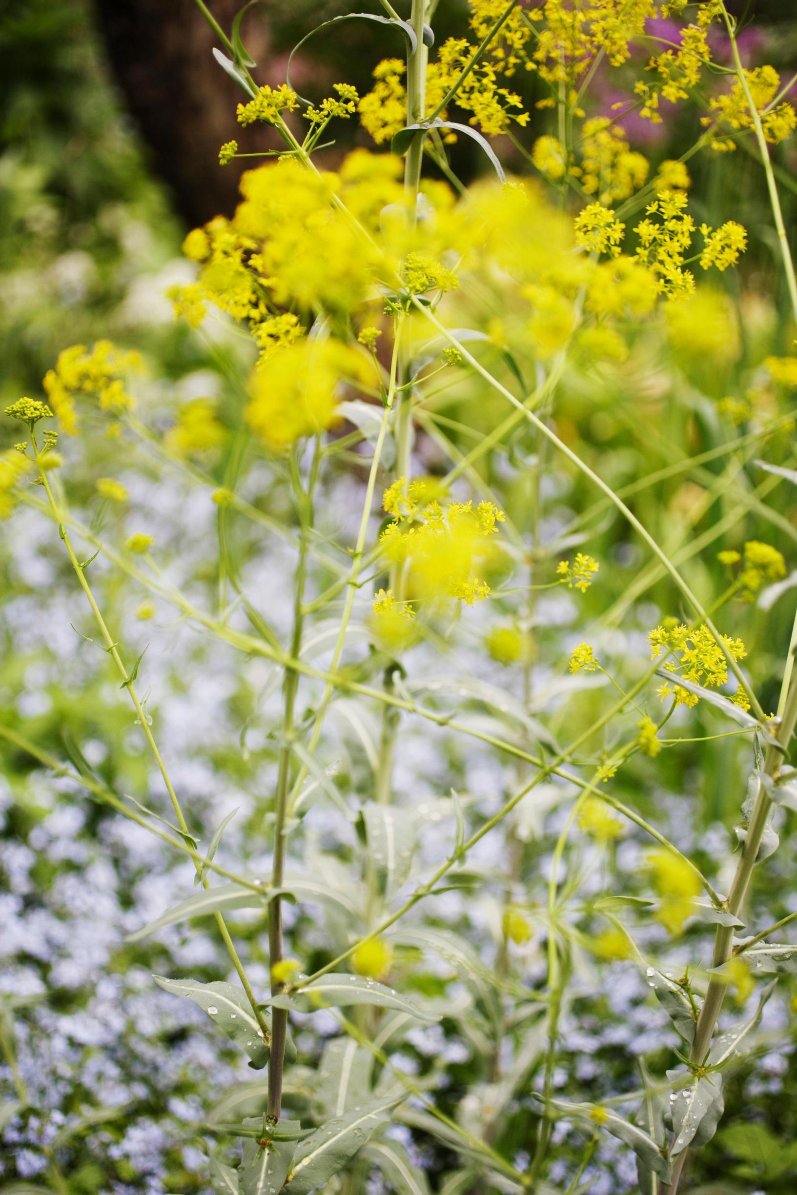 Kaksivuotiset kasvit: värimorsinko.