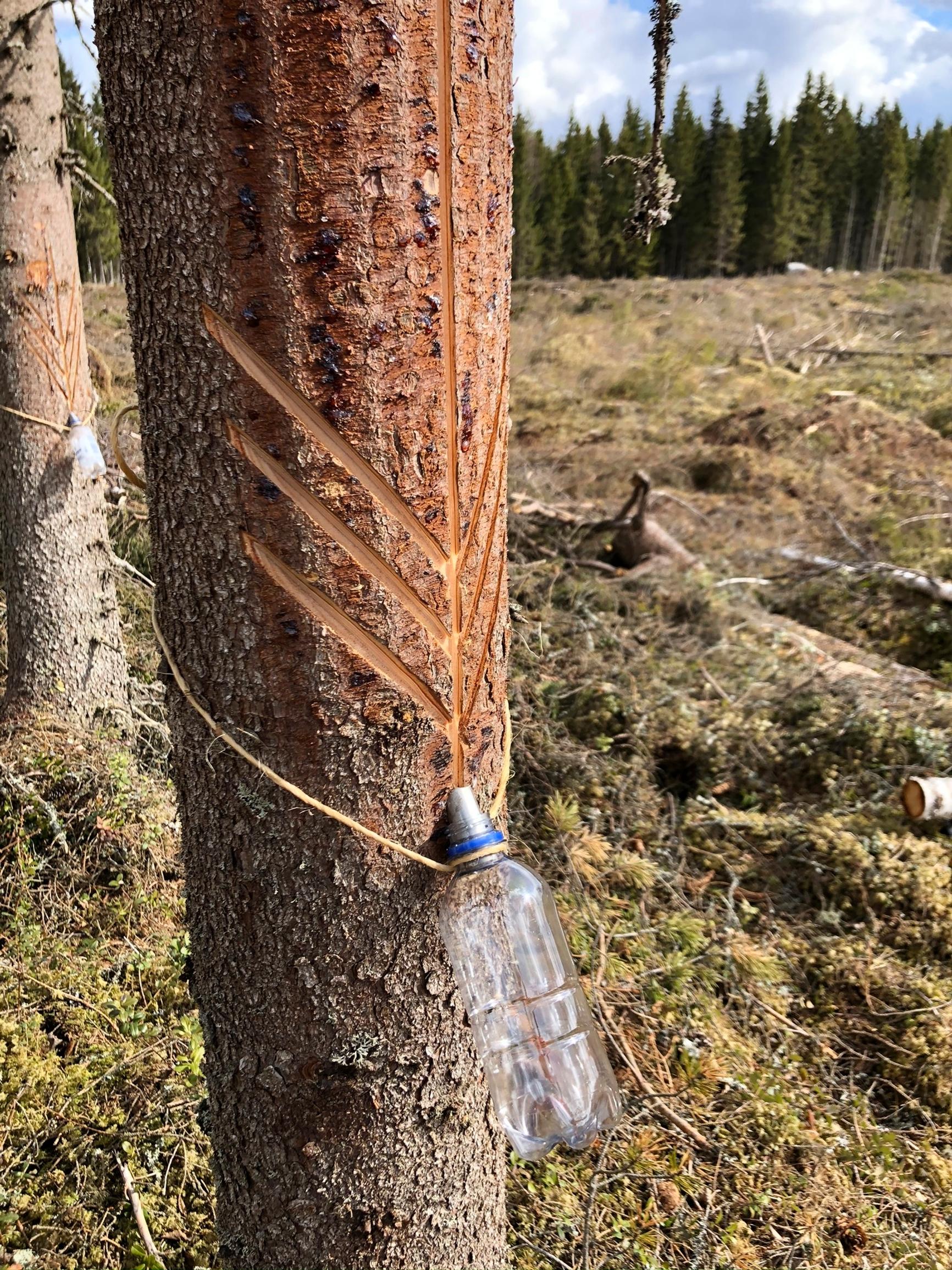 Pihkan keräyspullo roikkuu kiinni kuusen kyljessä hakkuualueella.