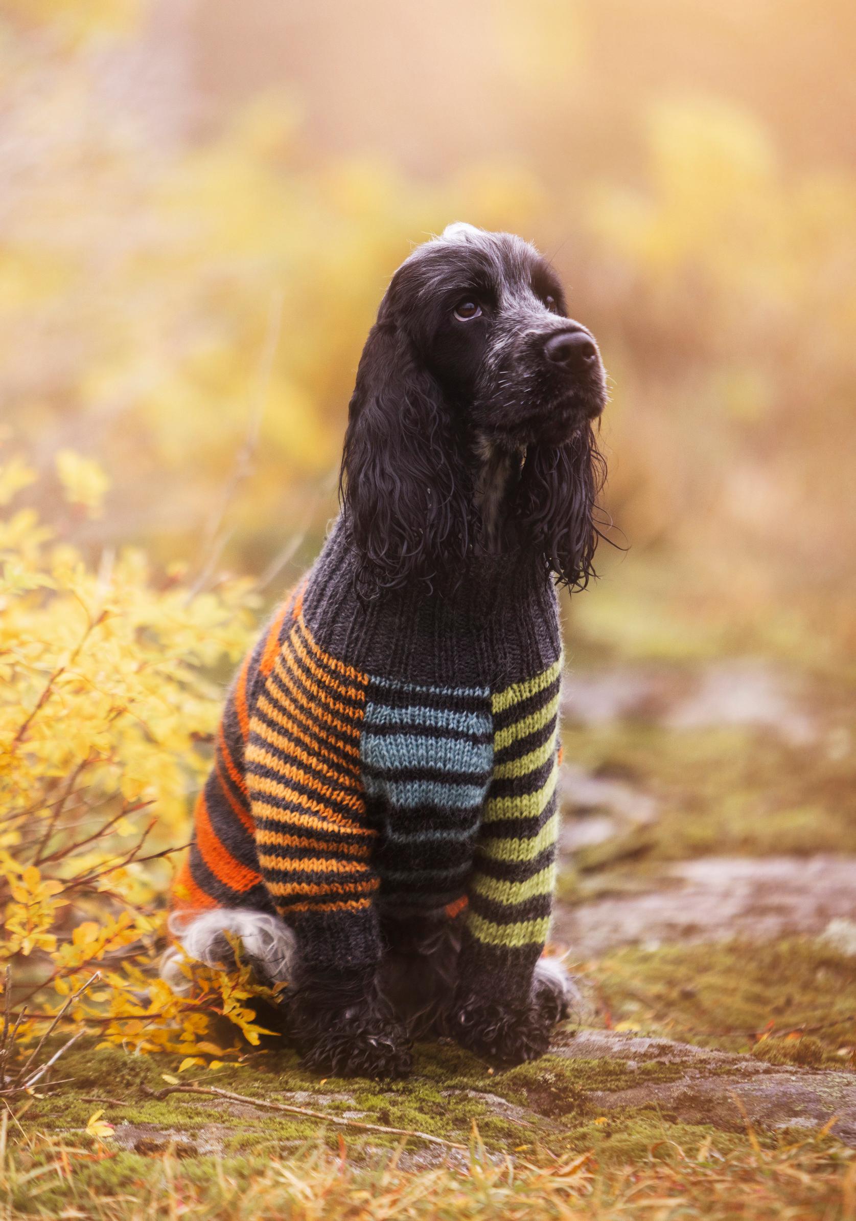 Villapaita koiralle edestä