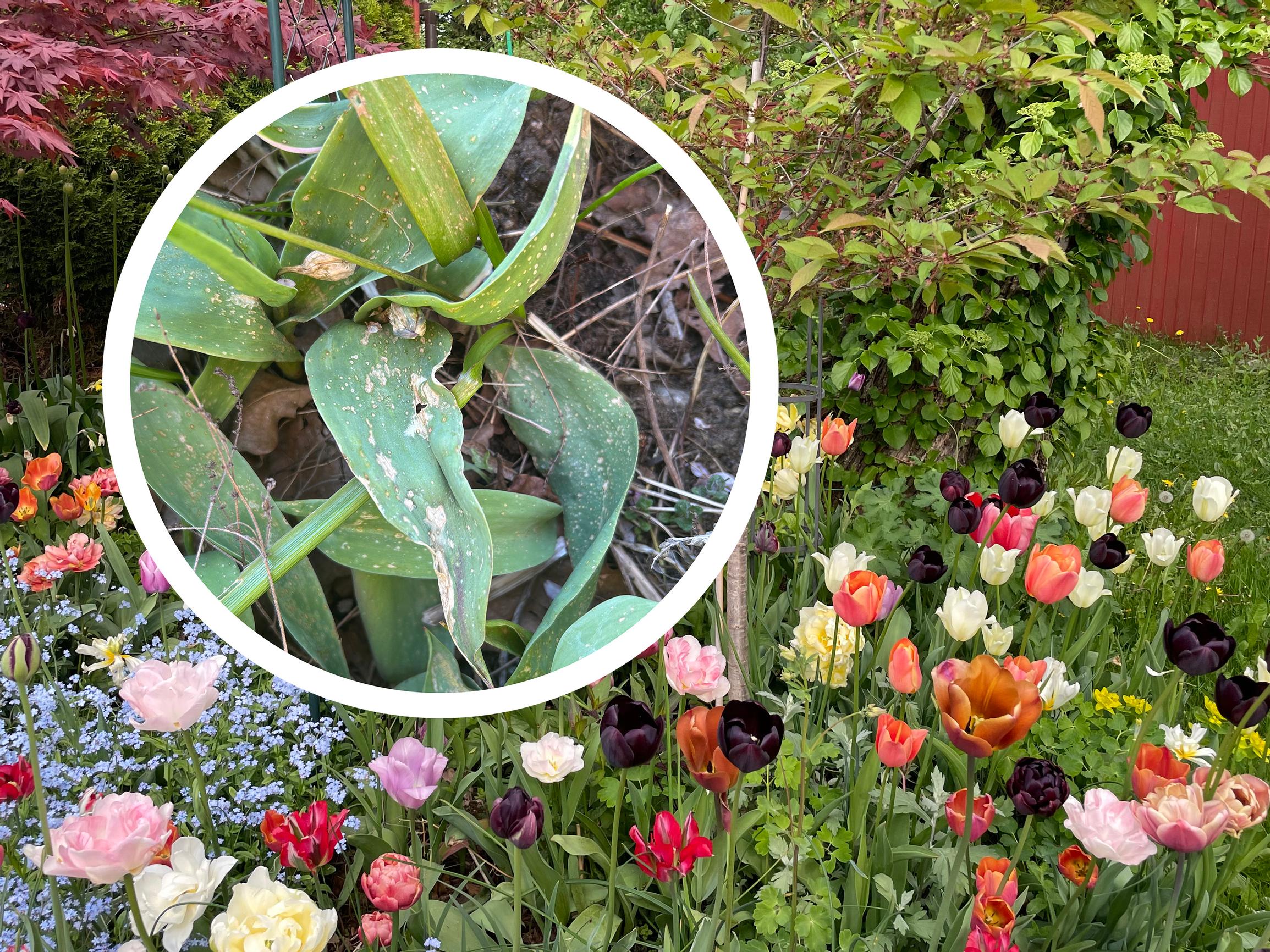 Harvinainen sienitauti iski kotipihojen tulppaaneihin: mitä oikein tapahtui, ja mitä pitää tehdä?