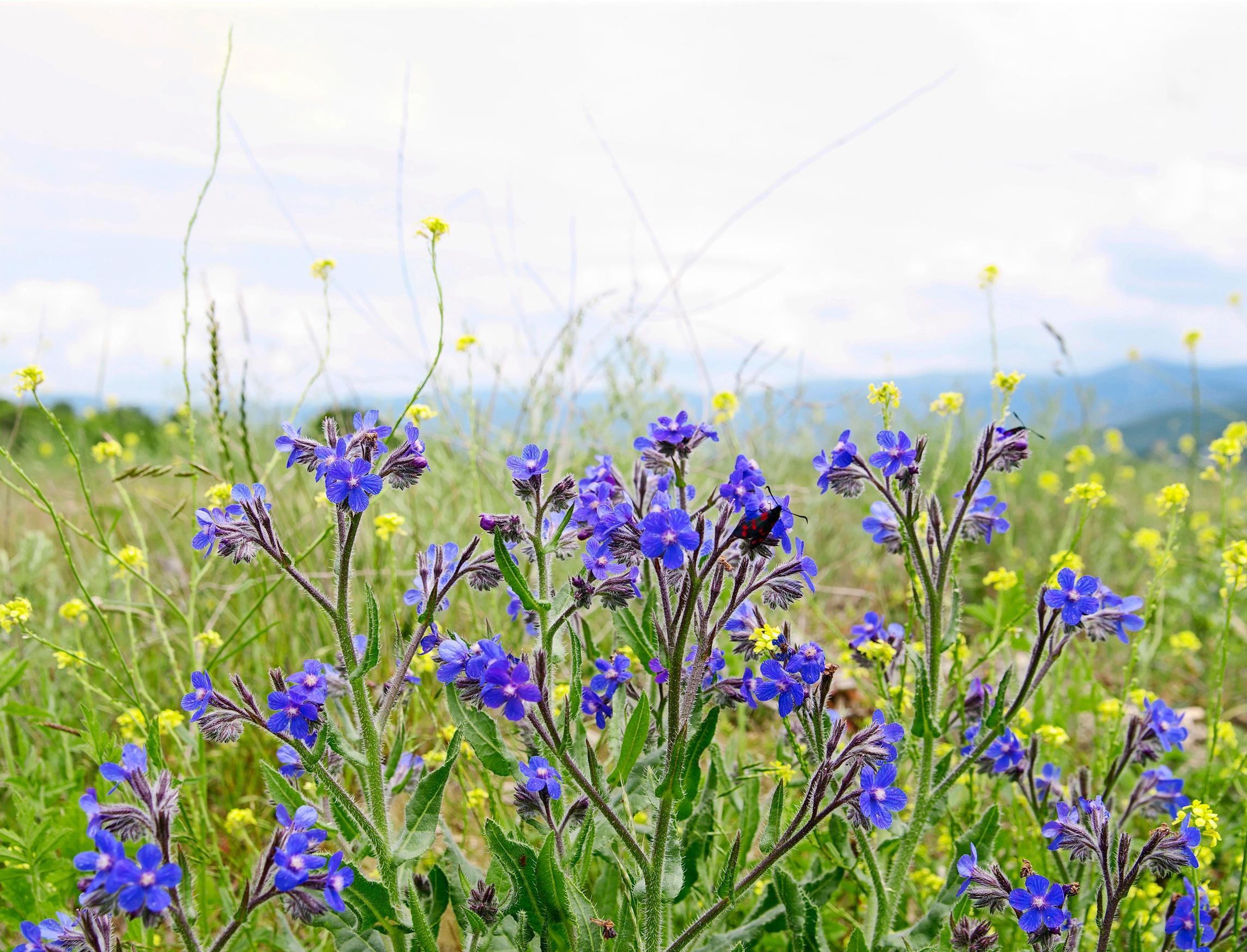 Sinirasti  italianrasti eli Anchusa azurea