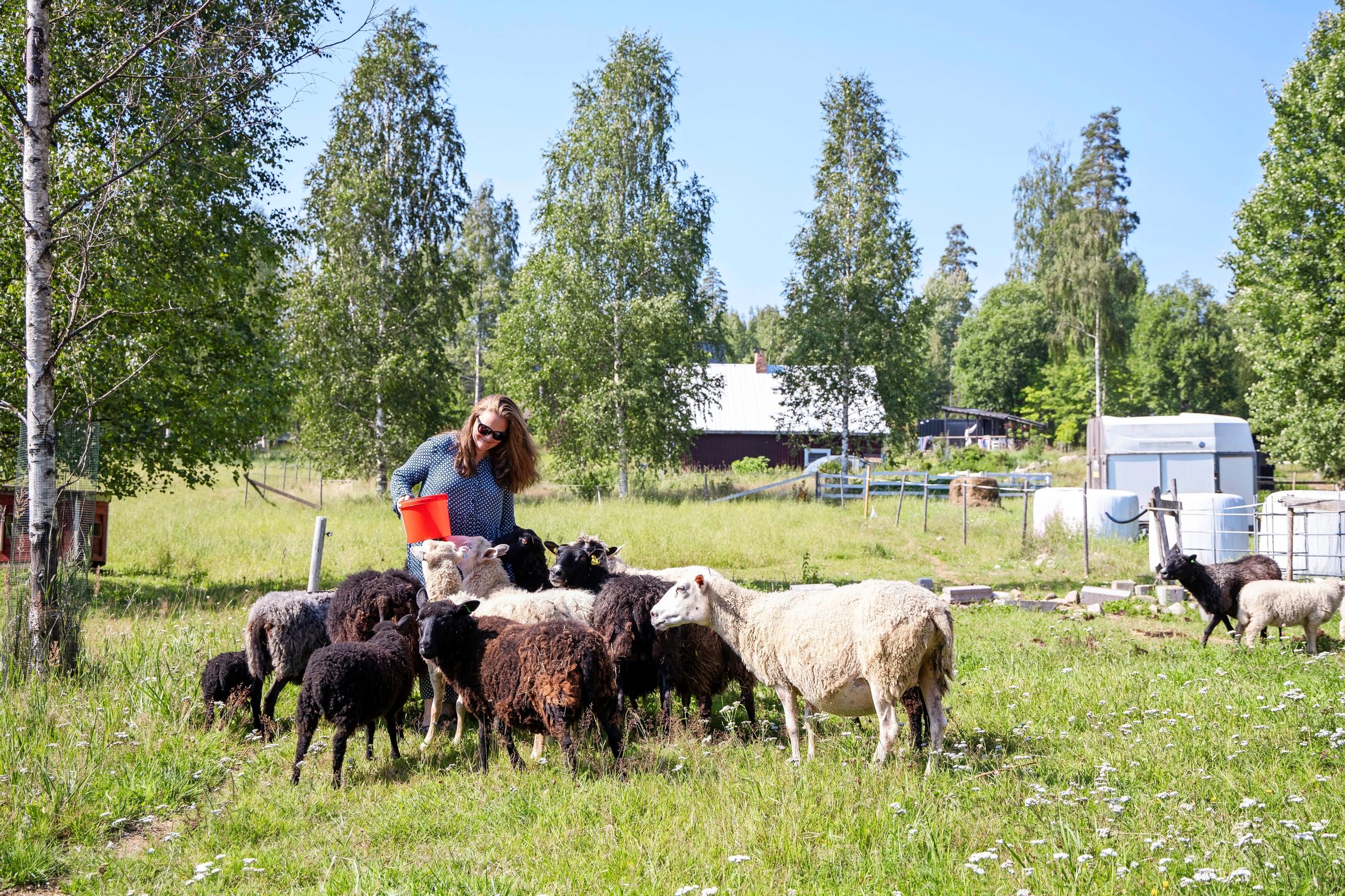 Hakamaan lammastilan lampaita
