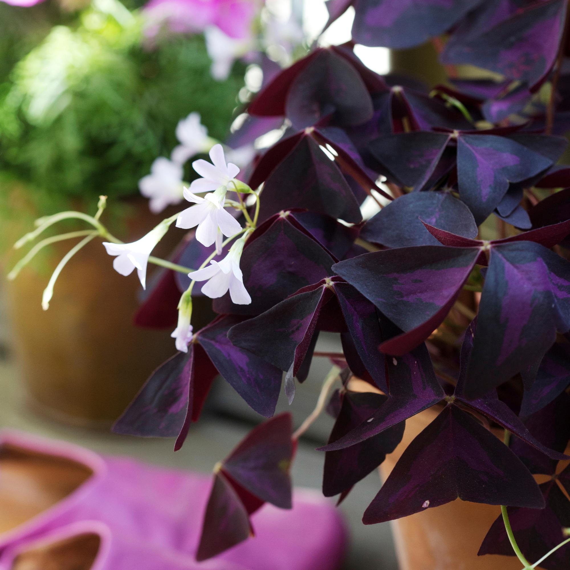 Miten kolmiokäenkaalin saa viihtymään, ja mitä sille kannattaa tehdä talvella? Asiantuntija vastaa