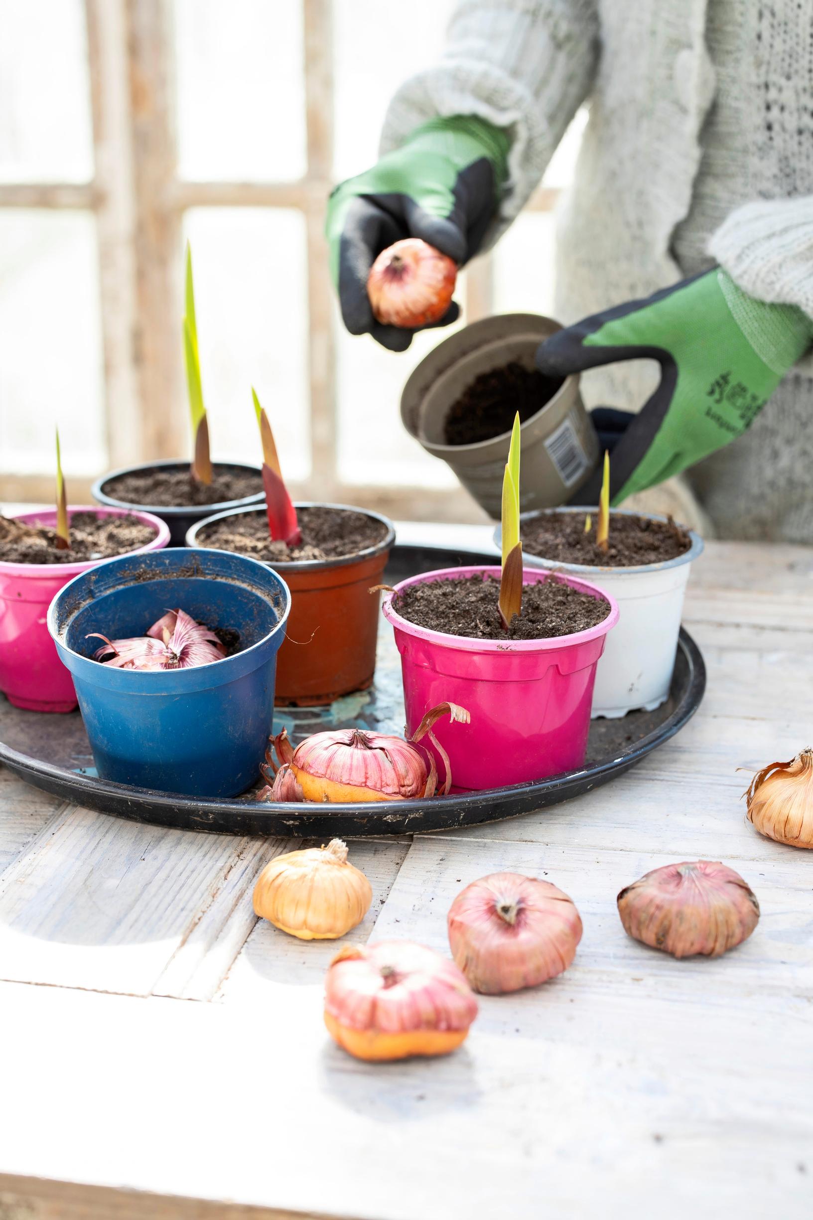 Gladioluksen esikasvatus: mukulan istutus ruukkuun esikasvatukseen.