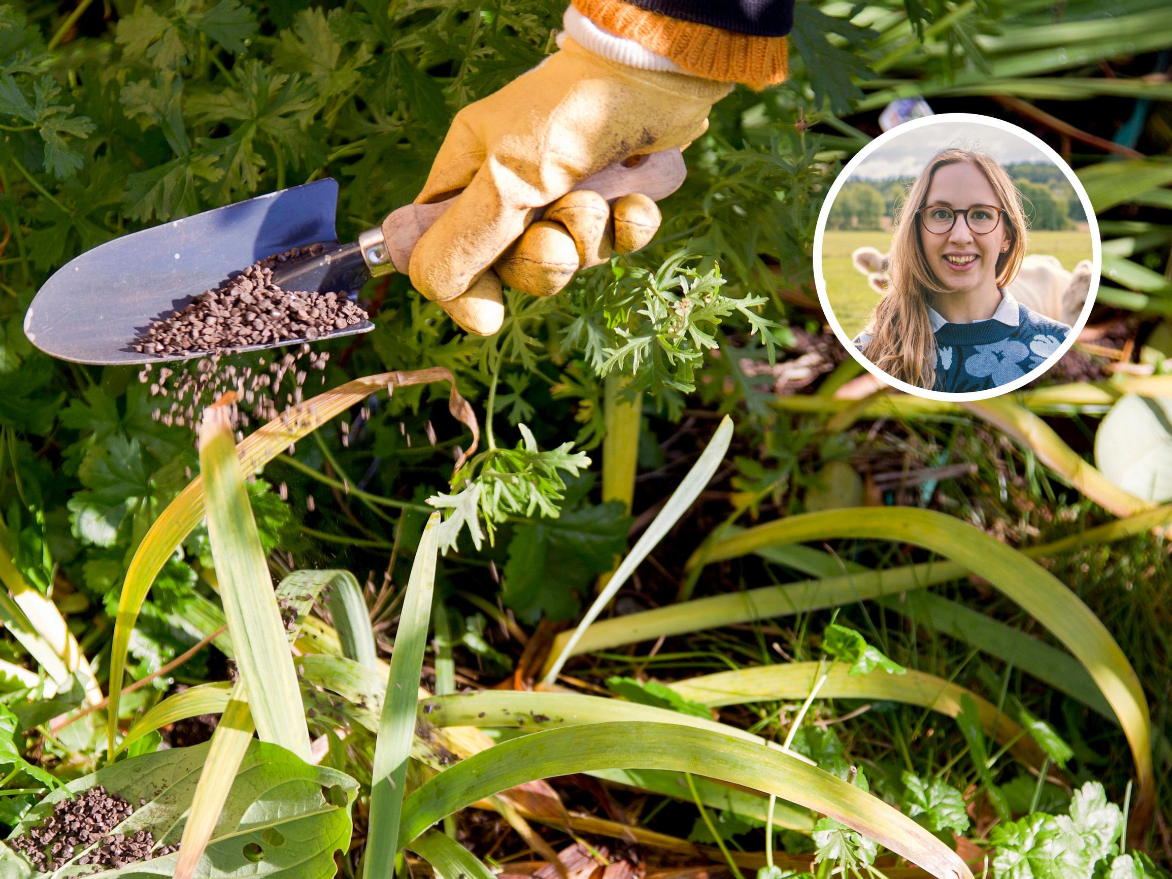 Asiantuntija: Ympäristön kannalta on väliä, mitä lannoitteita kotipuutarhoissa käytetään ja milloin – näin lannoitat järkevästi