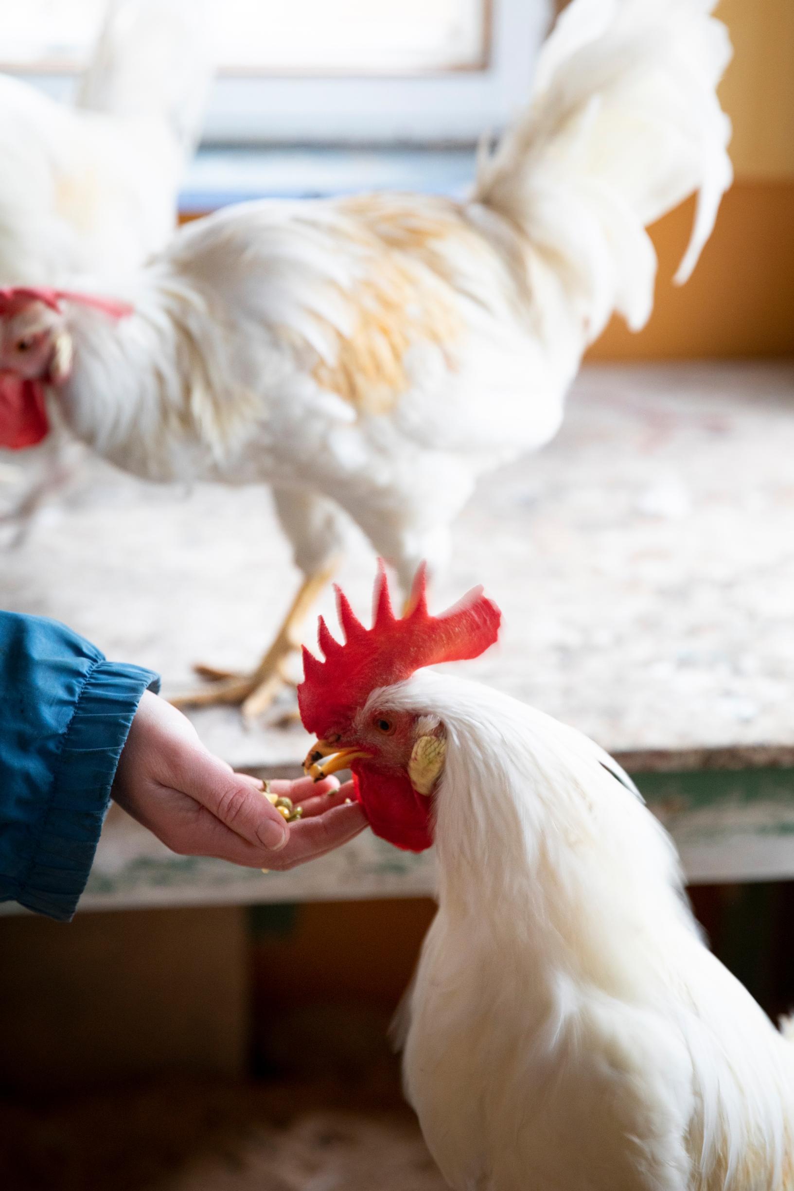 nainen ruokkii kukkoa