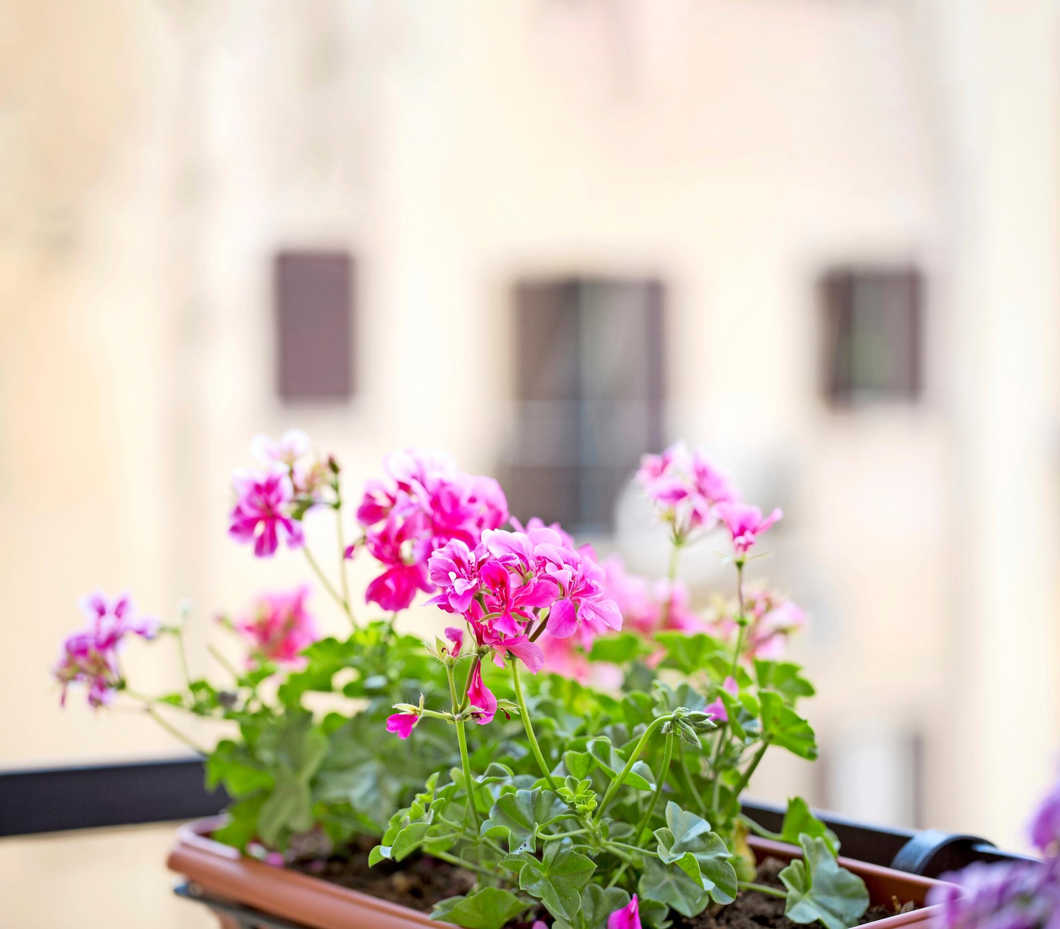 Pelargoni parvekkeella.