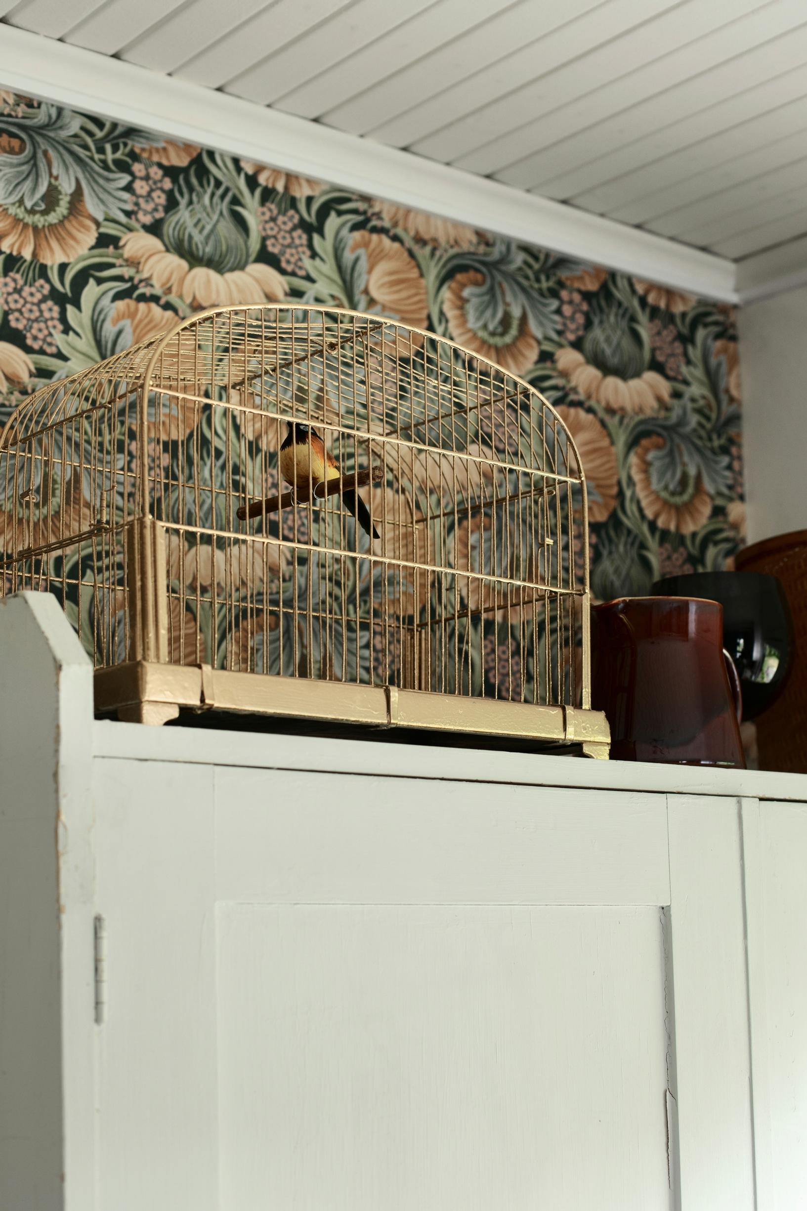 Linnunhäkki kaapin päällä