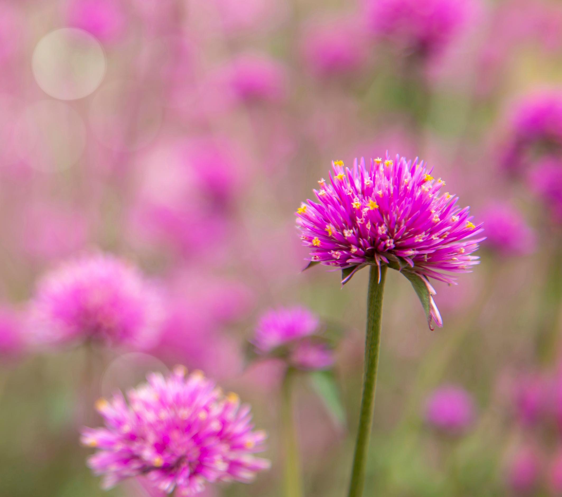 Pallohäntä ’Truffula Pink’