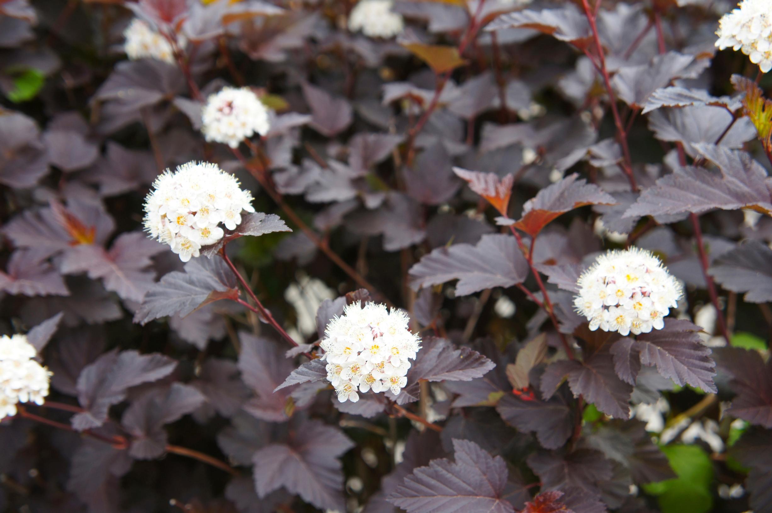 Purppuraheisiangervo ’Diabolo’