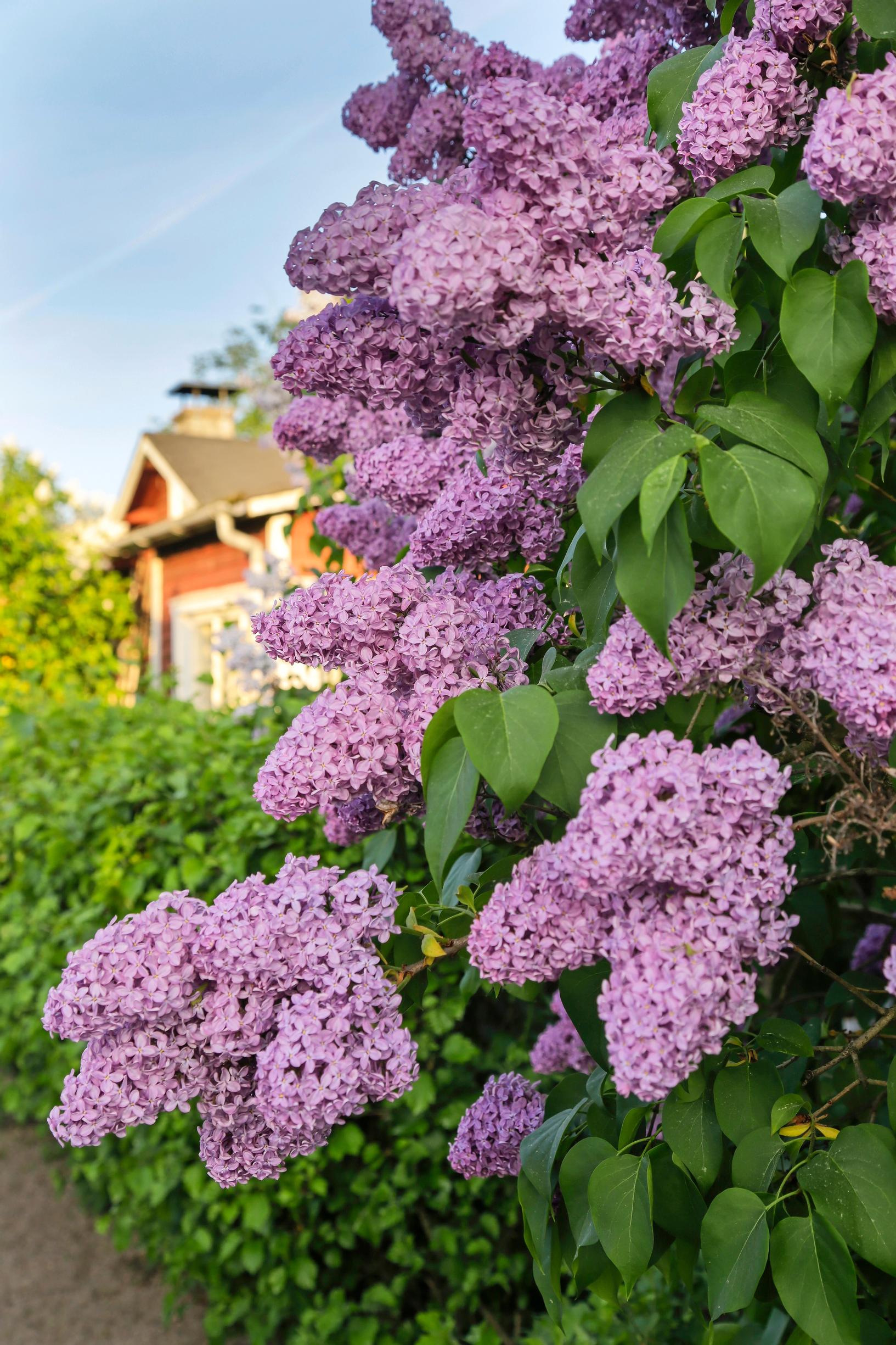Vaaleanpunainen syreeni