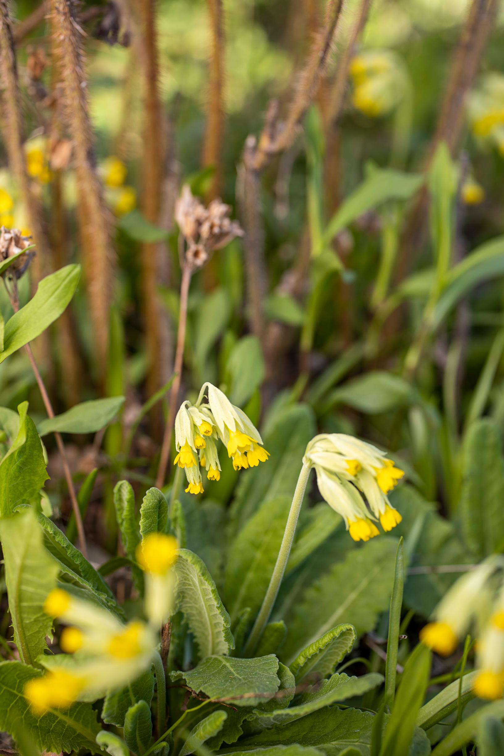 Esikko on mainettaan monipuolisempi: kevätesikko Primula veris