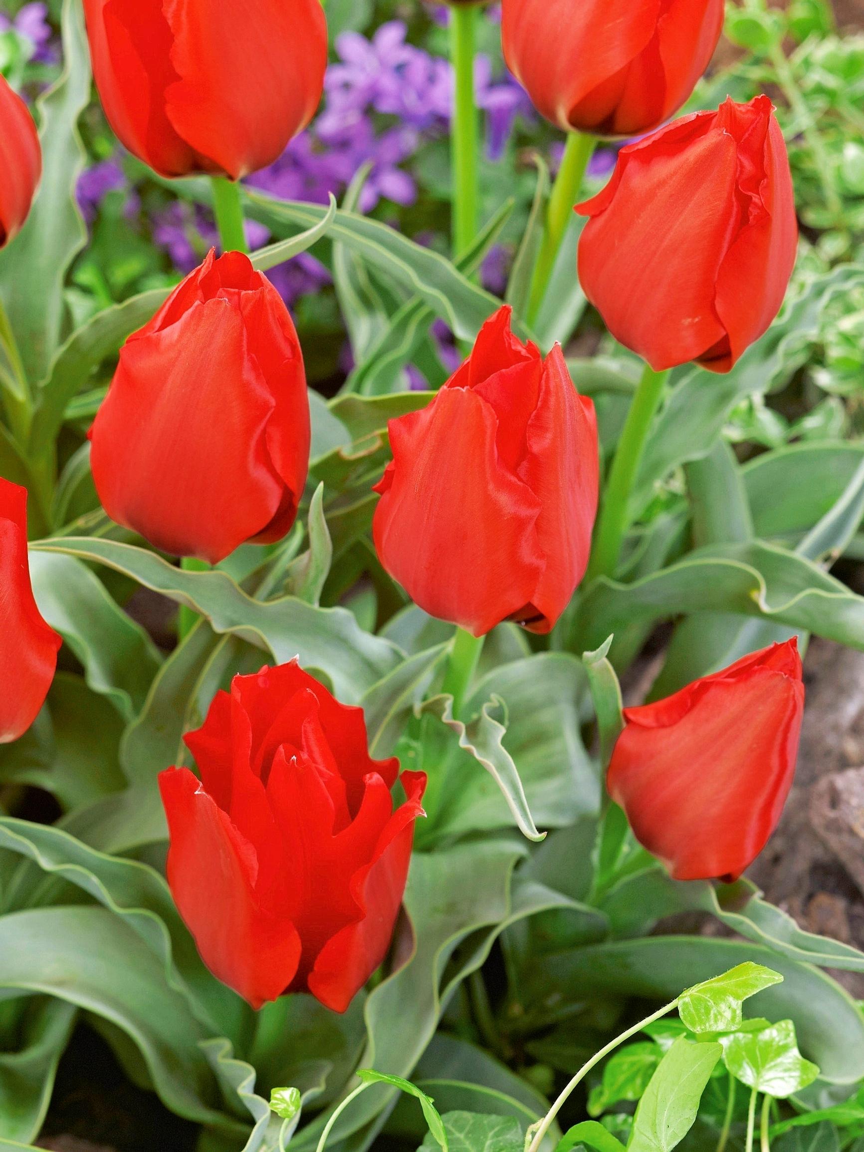 luonnontulppaanit: kaukasiantulppaani