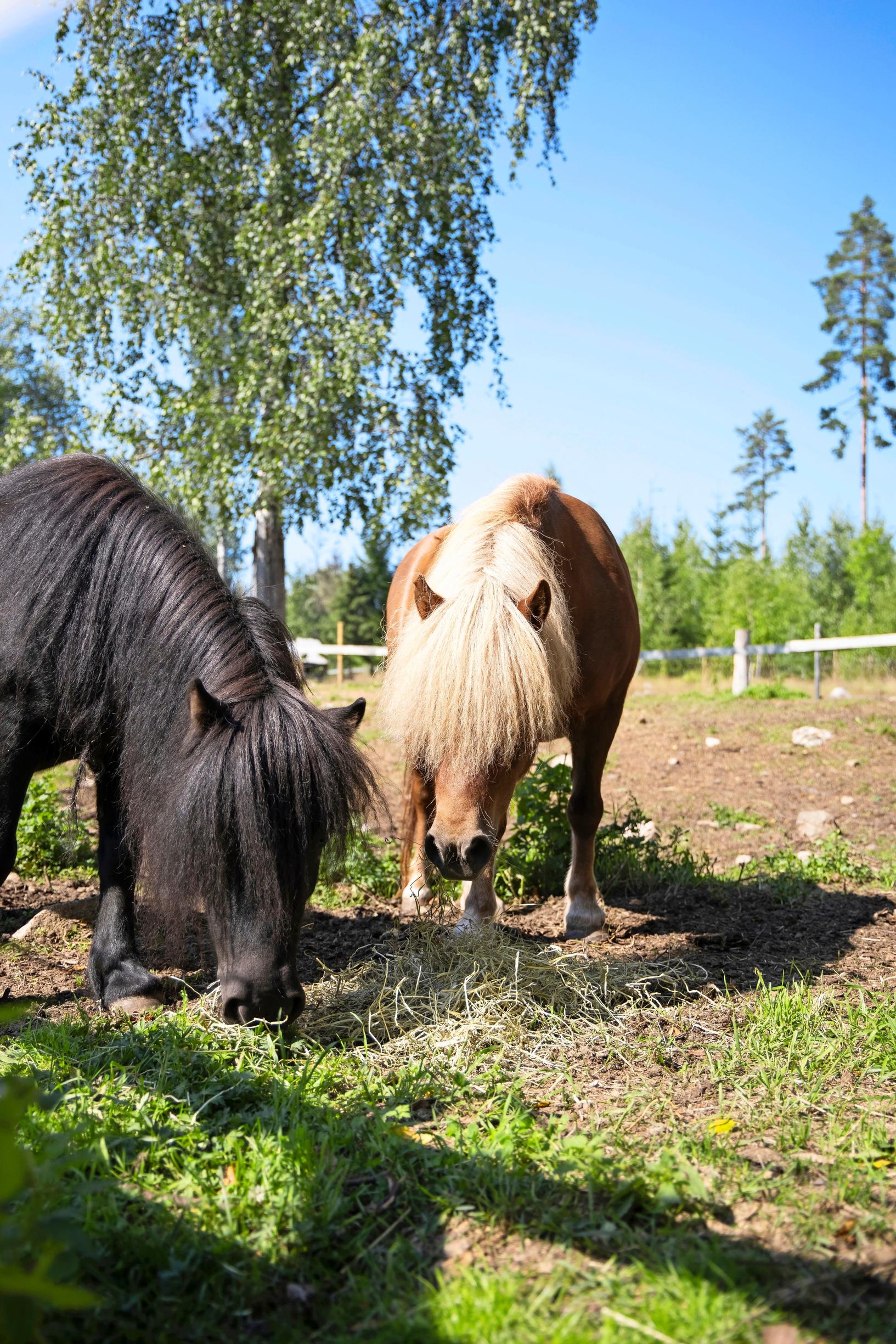 Hakamaan lammastilan ponit