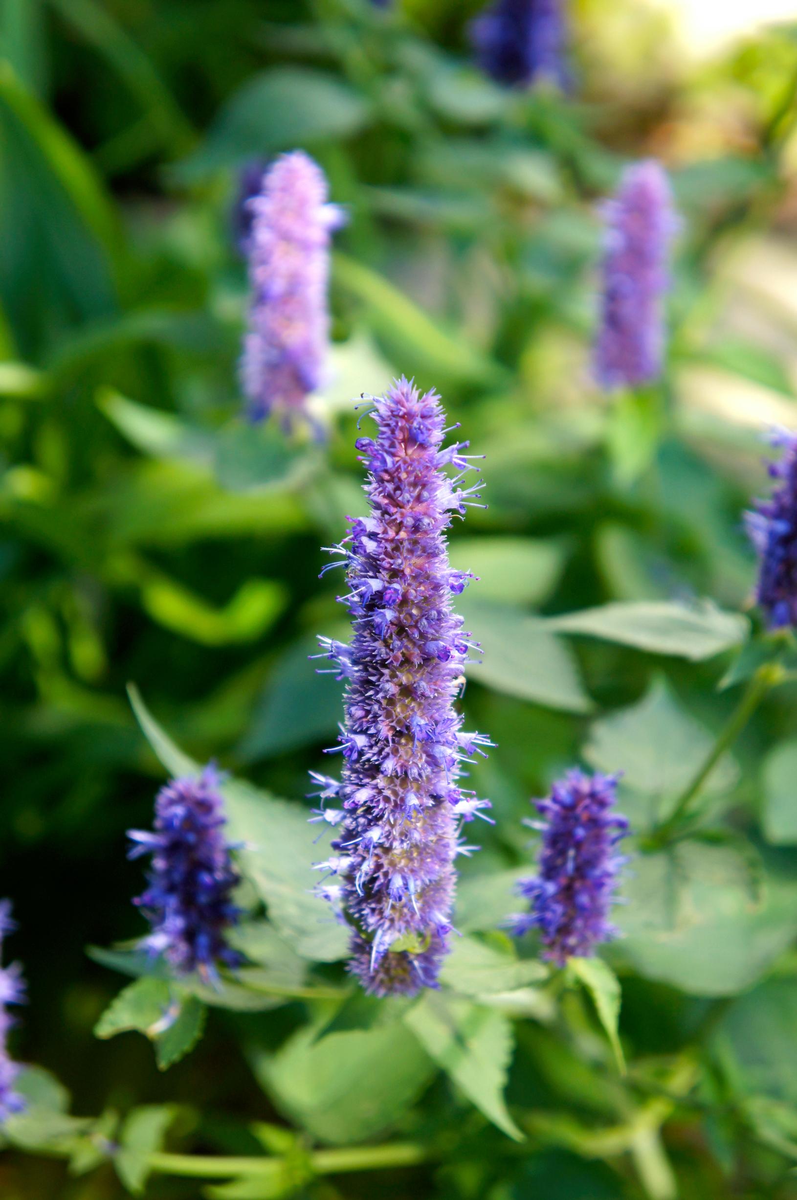 Tarhaiiso ’Black Adder’ Agastache