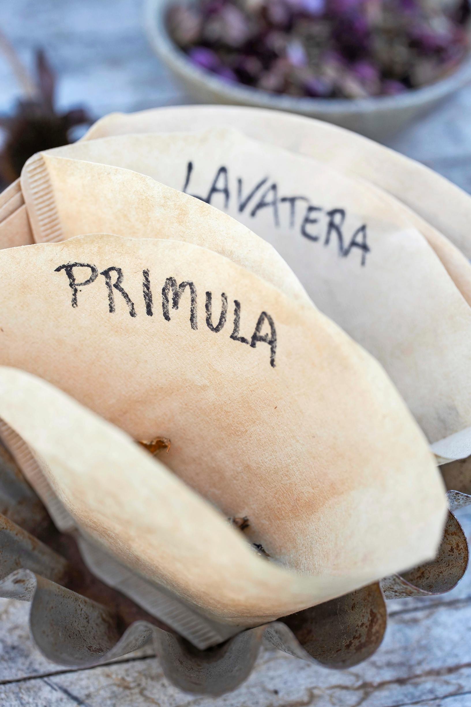 Perennojen kylvö syksyllä