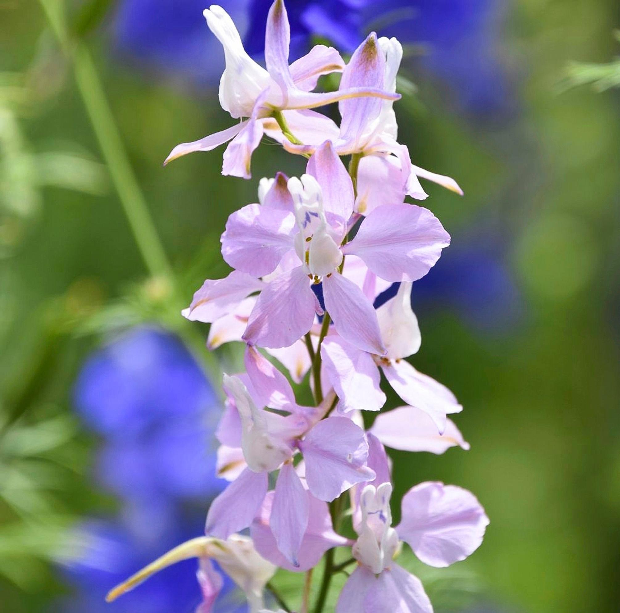 Tarhakukonkannus 'Fancy Belladonna' sopii leikoksi ja kuivakukaksi.