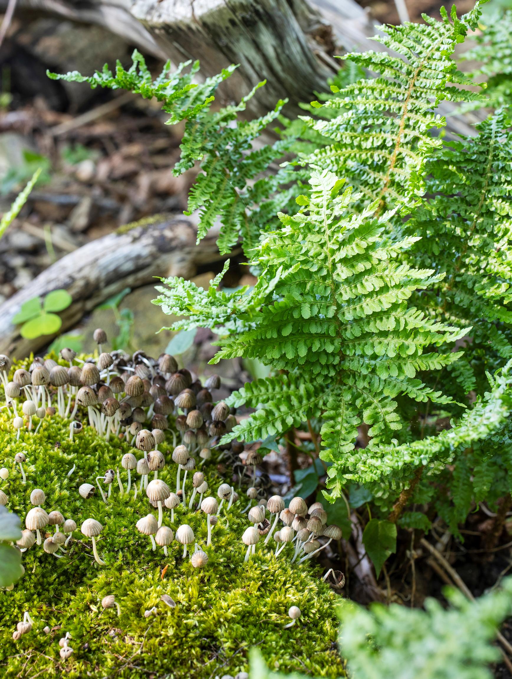 Kivikkoalvejuuri 'Crispa'