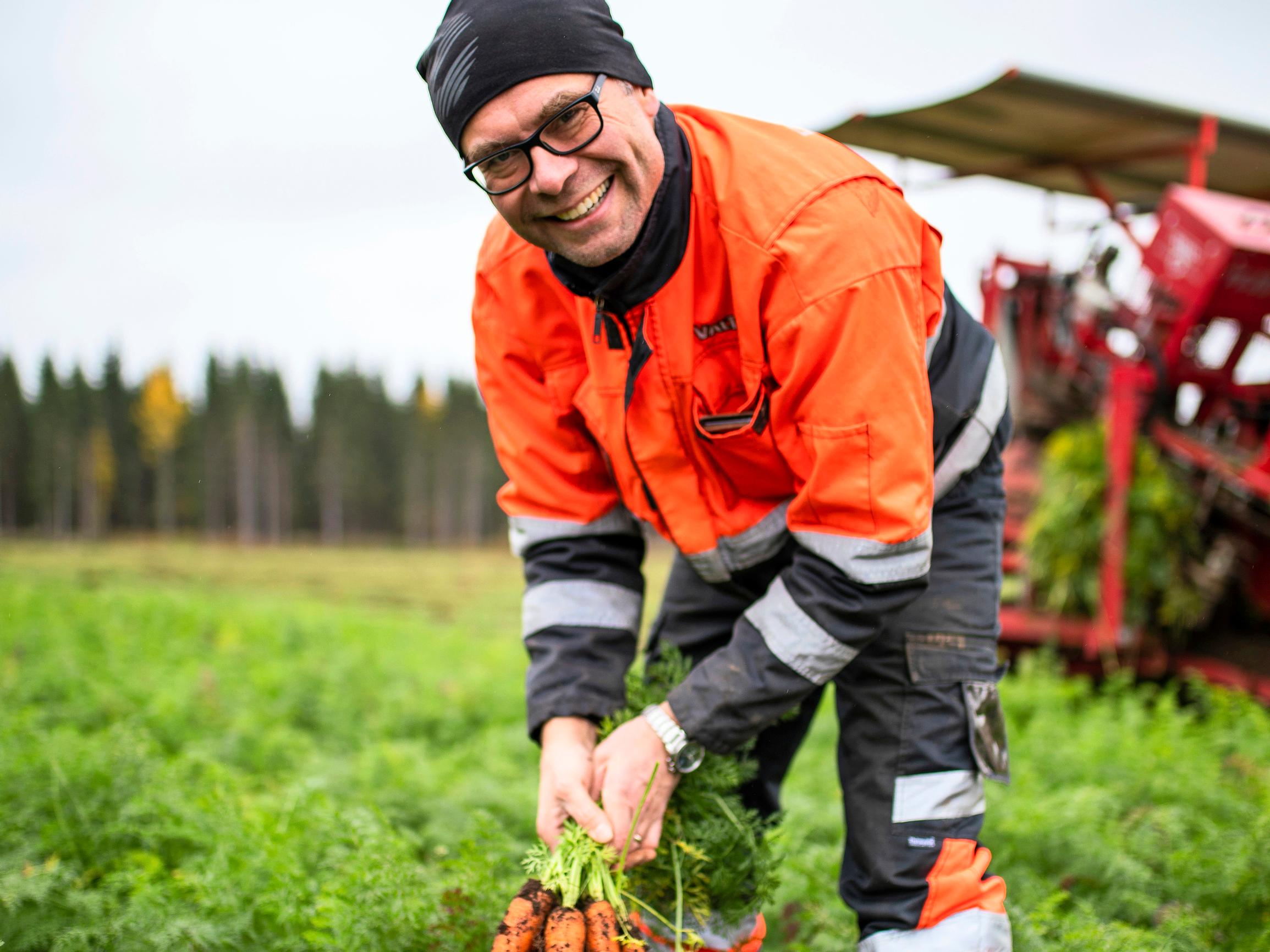 Arjen sankarijuures! Paavon luomuporkkanat maistuvat suomalaisille – tällainen on porkkanoiden tie pellolta patoihin
