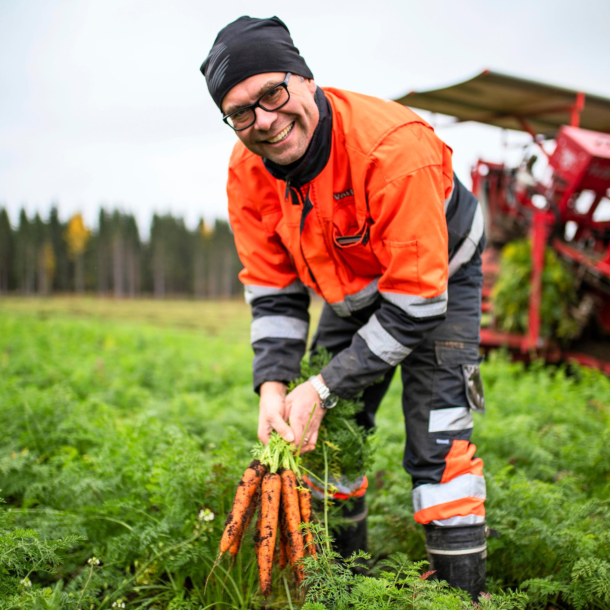 Arjen sankarijuures! Paavon luomuporkkanat maistuvat suomalaisille – tällainen on porkkanoiden tie pellolta patoihin