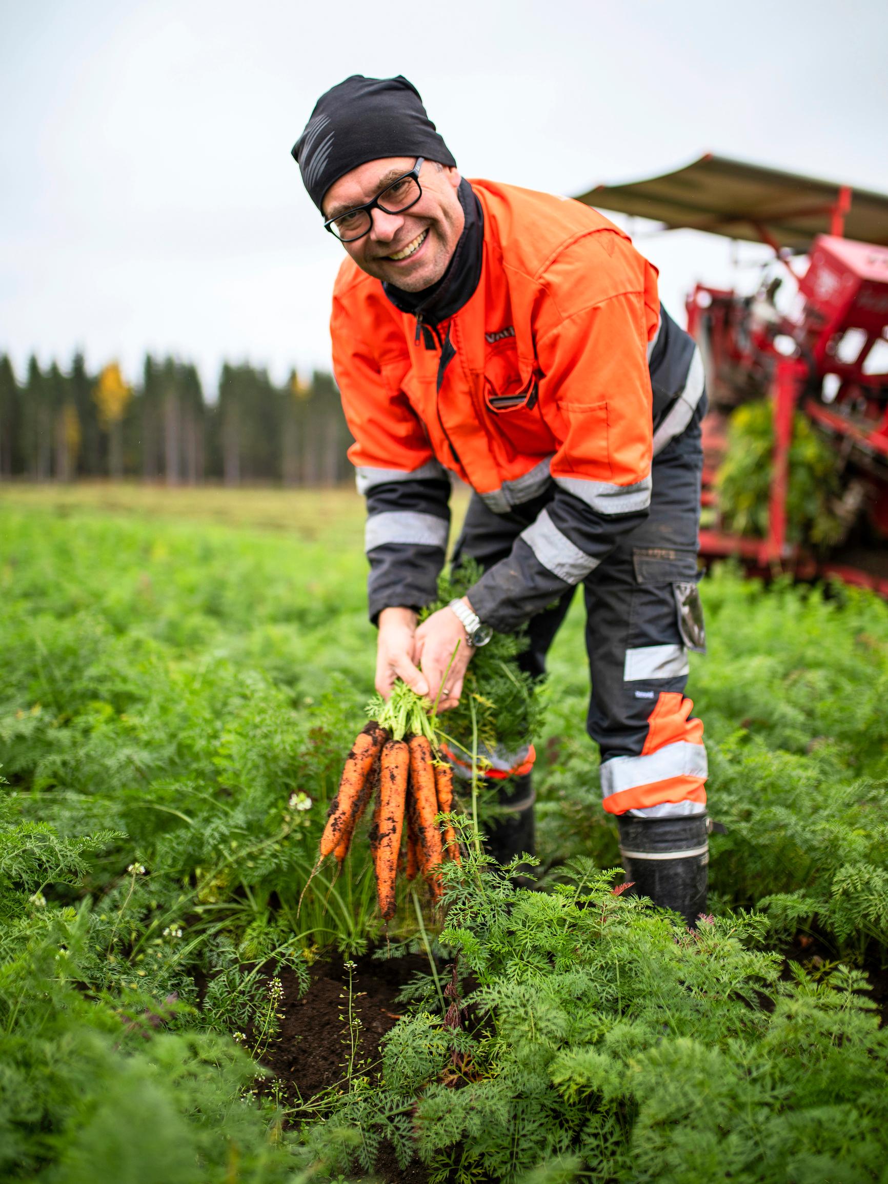Arjen sankarijuures! Paavon luomuporkkanat maistuvat suomalaisille – tällainen on porkkanoiden tie pellolta patoihin