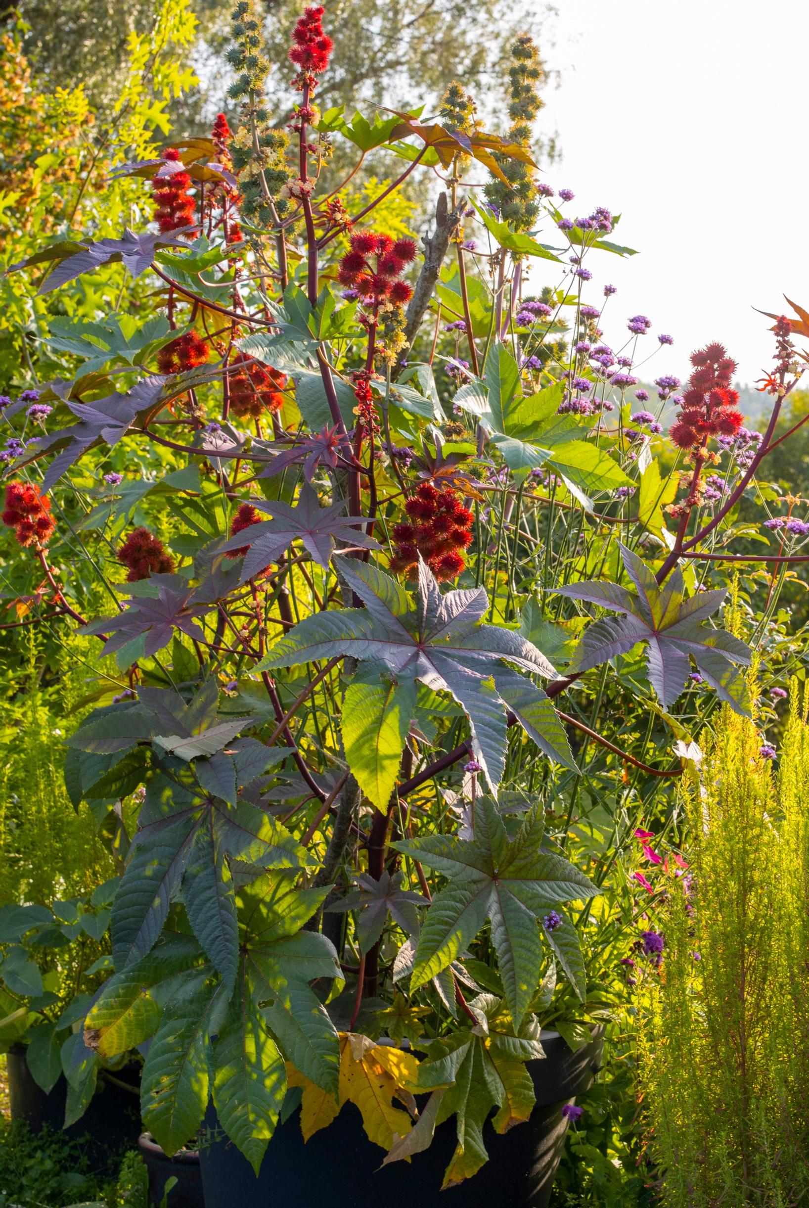 Risiini ’Carmencita’