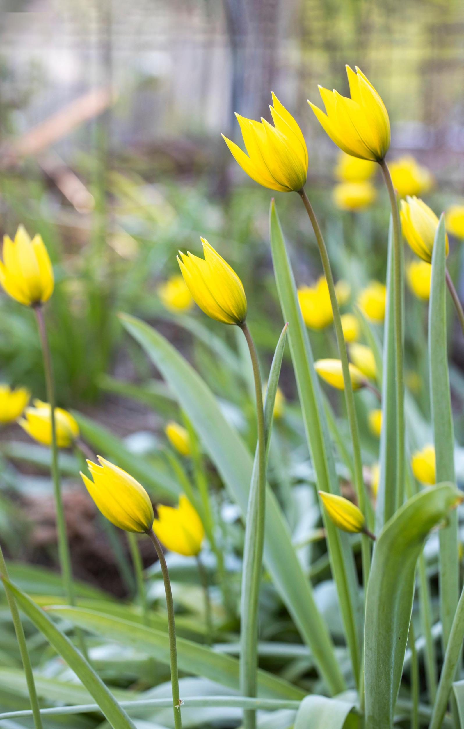 metsätulppaani (Tulipa sylvestris)