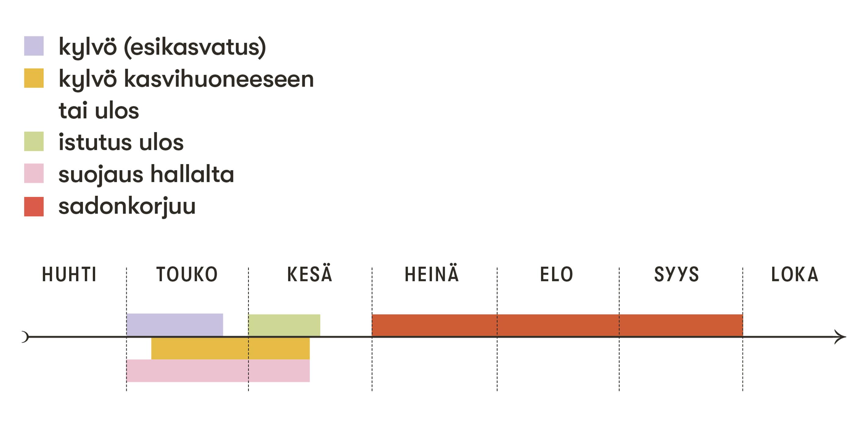 Kesäkurpitsan kylvö- ja istutusaika