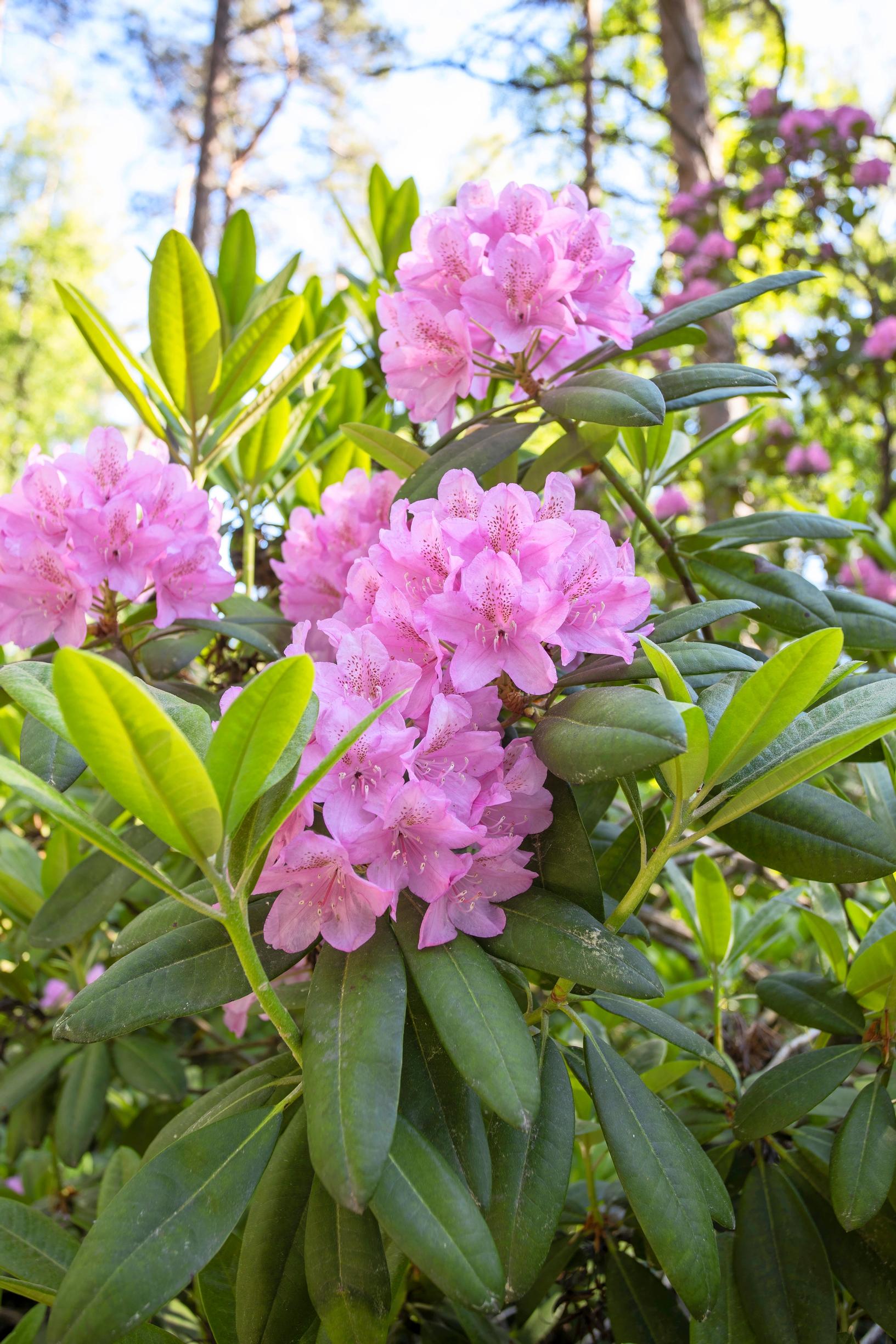 Alppiruusu 'Haaga'