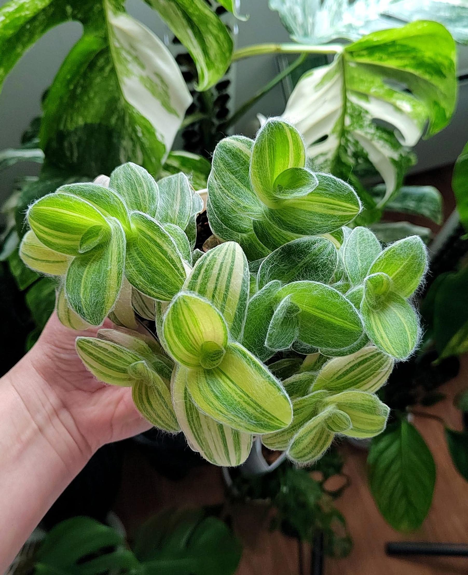 Nukkajuoru (Tradescantia sillamontana) Variegata kasvattaa suloiset nukkaiset, keltavihreän kirjavat lehdet.