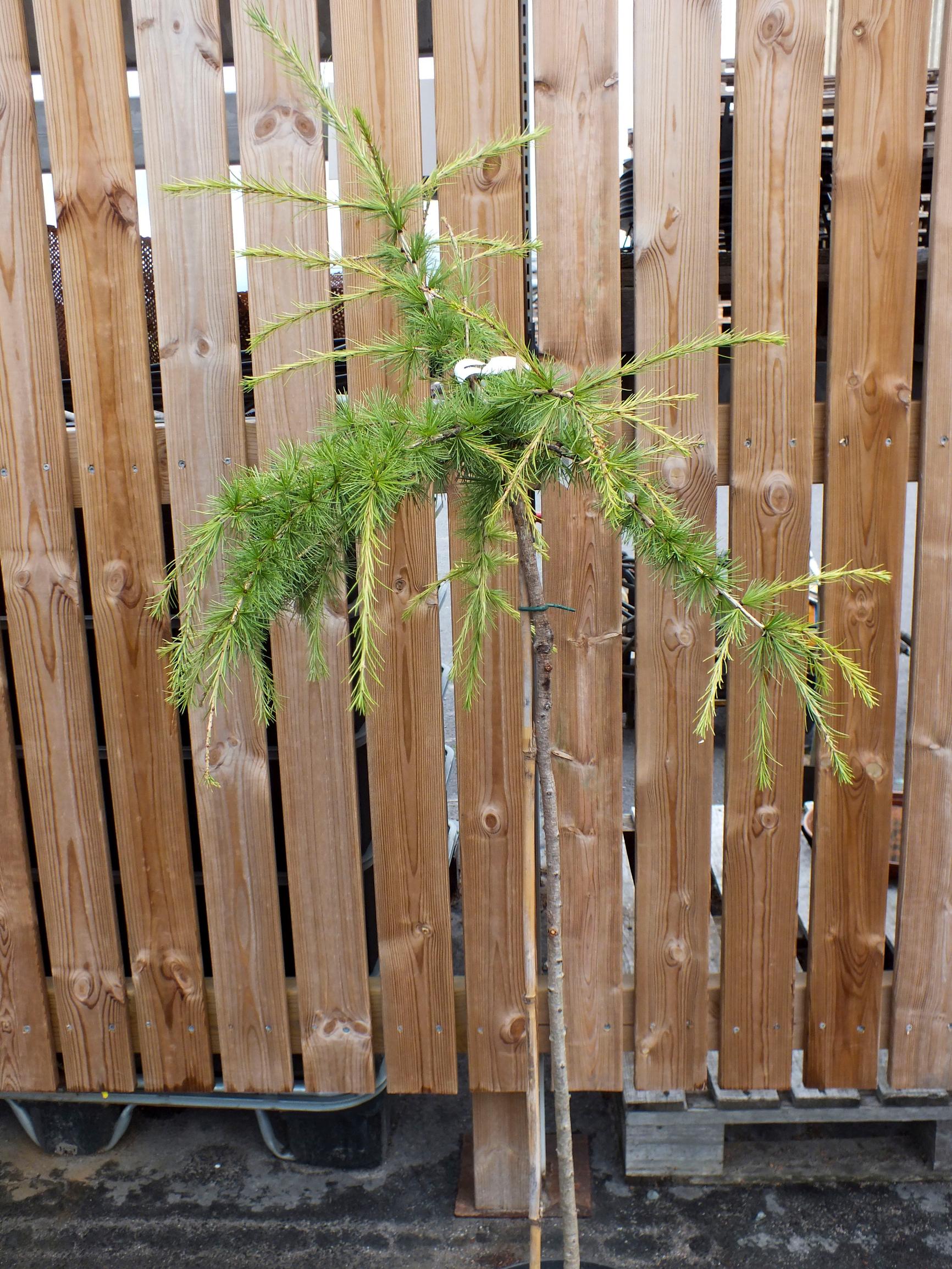 Riippalehtikuusi ’Anoppi’