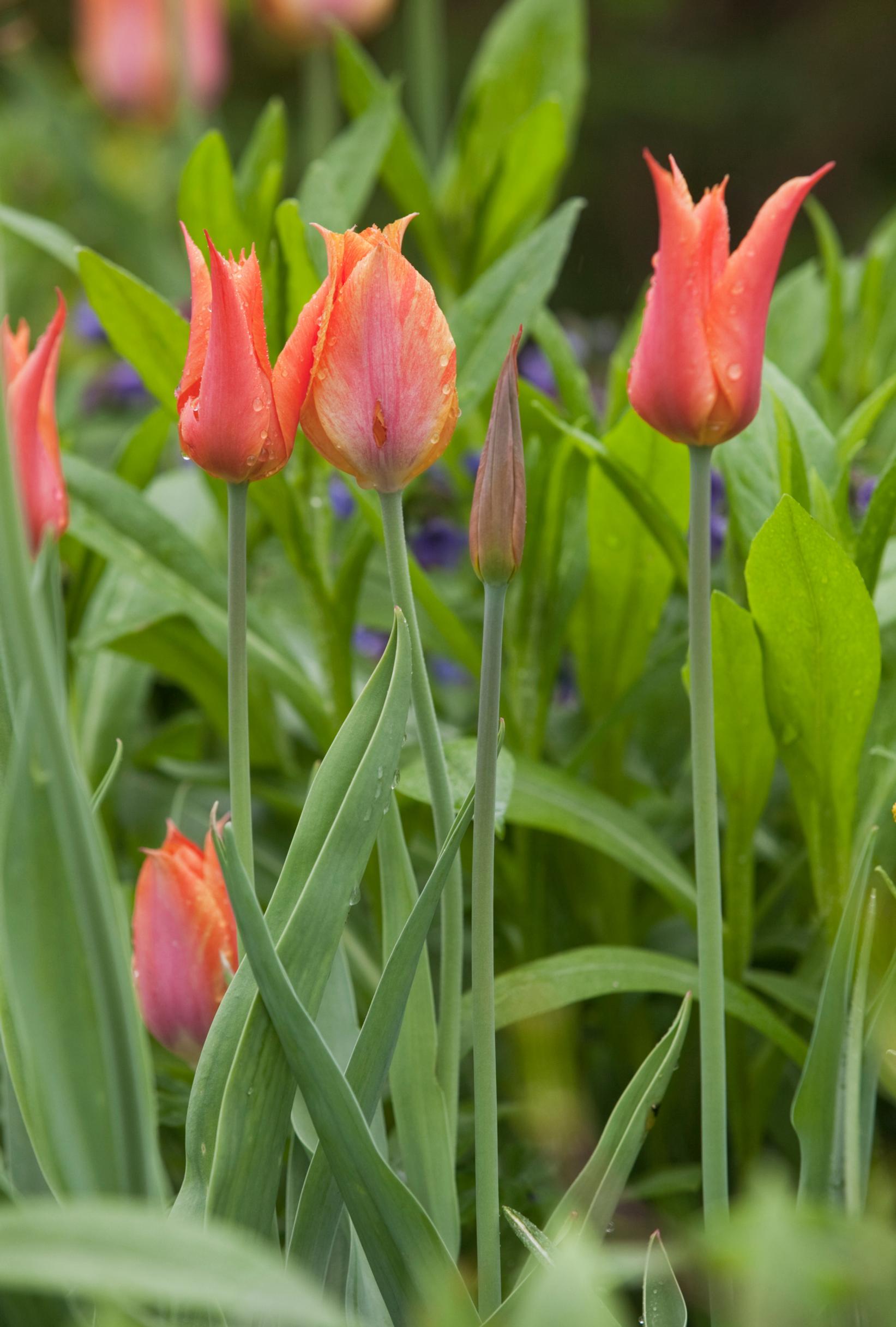 'El Niño' -tulppaani