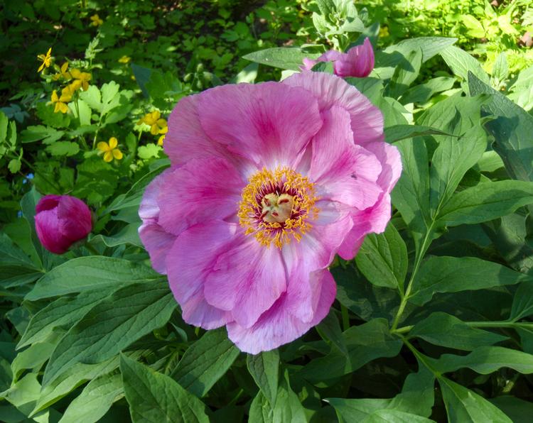 Vanhanajan perennat ovat kestäviä ja helppoja | Viherpiha