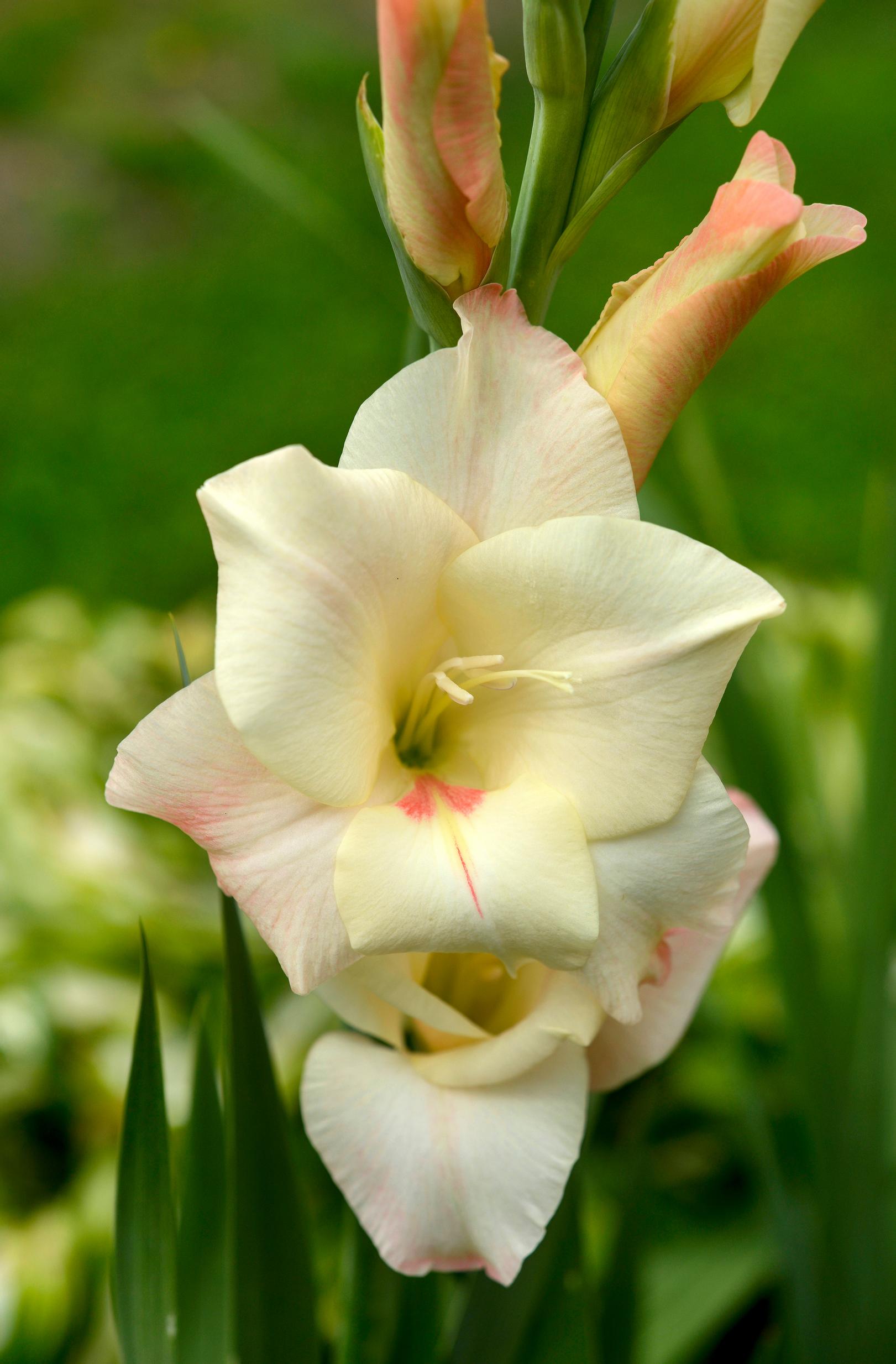 Gladiolus kestää maljakossa reilun viikon