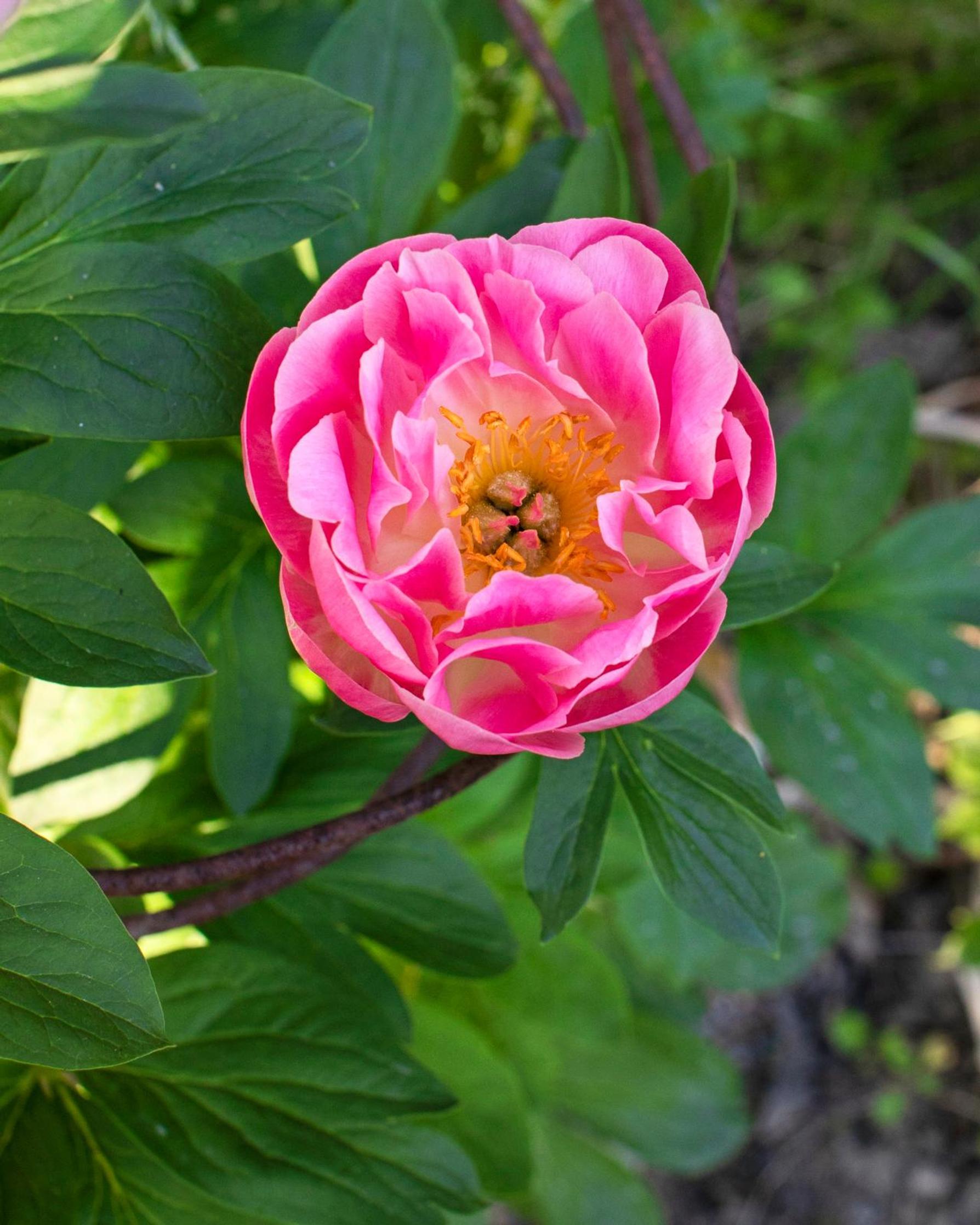 'Pink Hawaiian Coralin' korallinvärinen kukka haalistuu kukinnan edetessä.