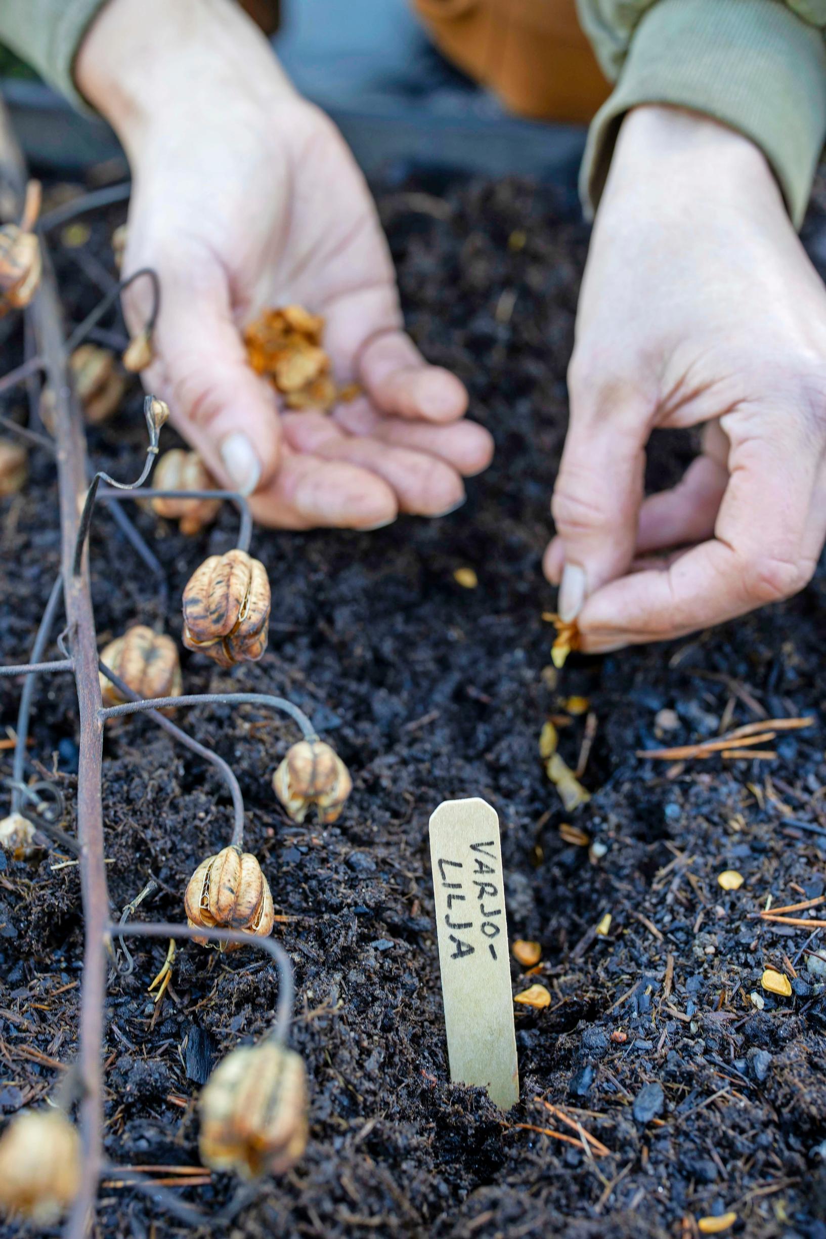 Perennojen kylvö syksyllä