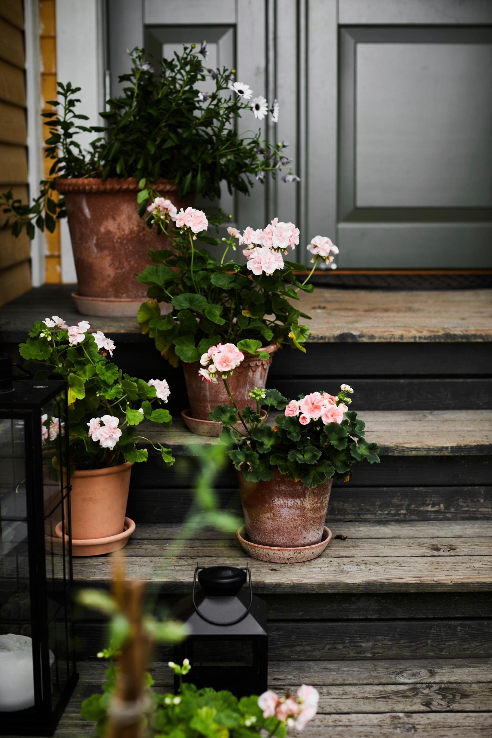 Pelargonit portailla