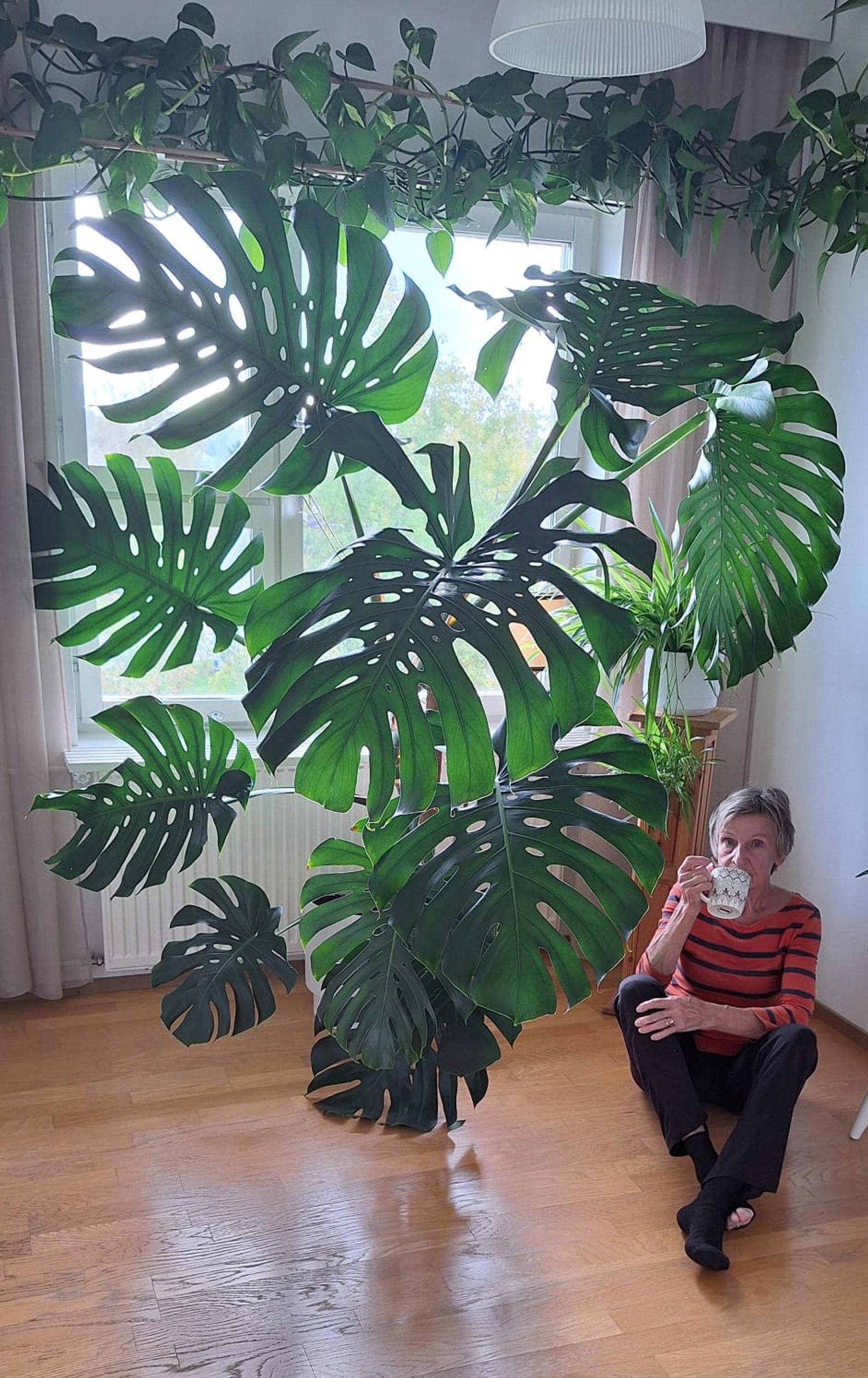 Jättimäinen peikonlehti Merjan keittiössä